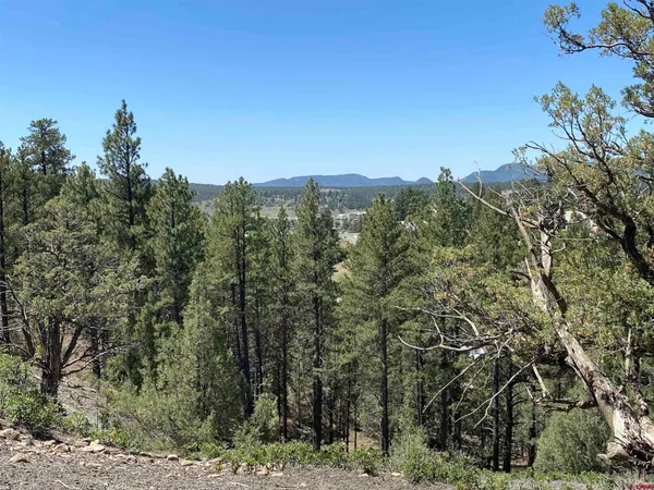 a view of a forest with a tree in the background