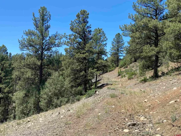 a view of a forest with trees in the background