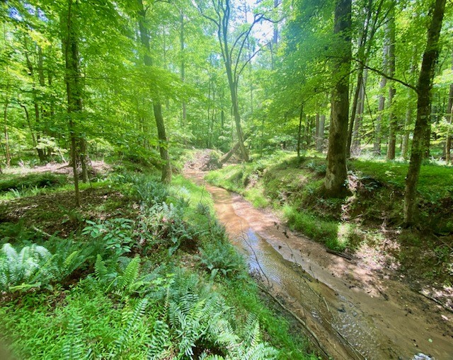 0 Pete Johnson Road Tignall, GA 30668 - Photo 10 of 43 Ferns and Sandy creek bottom land
