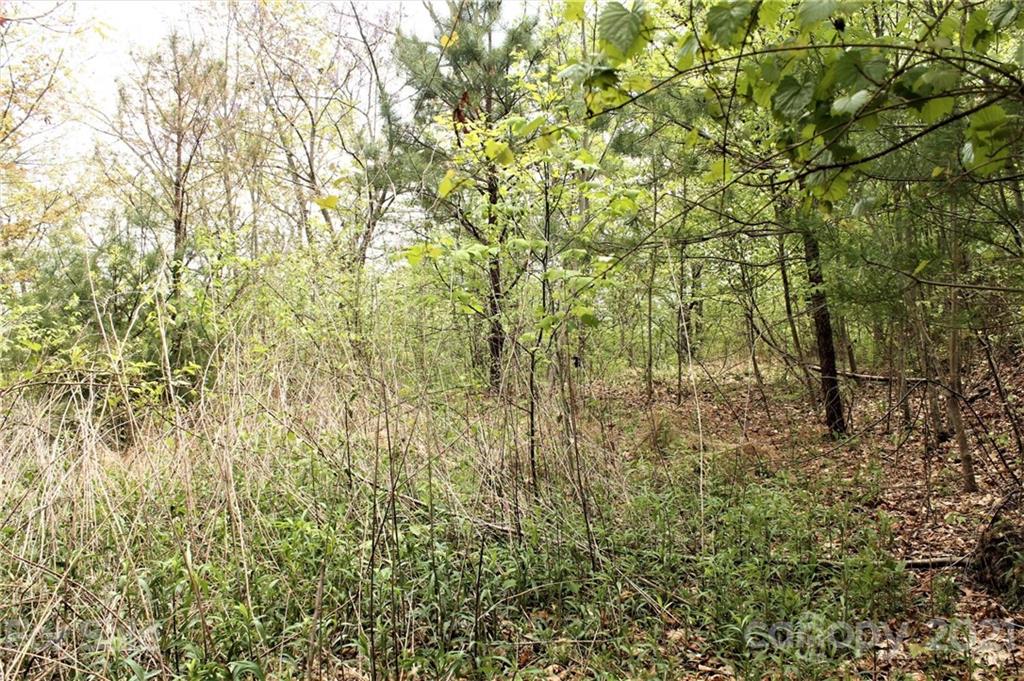 0 Shiners Ridge, Unit 24 Bryson City, NC 28713 - Photo 11 of 11 a view of a yard with a tree