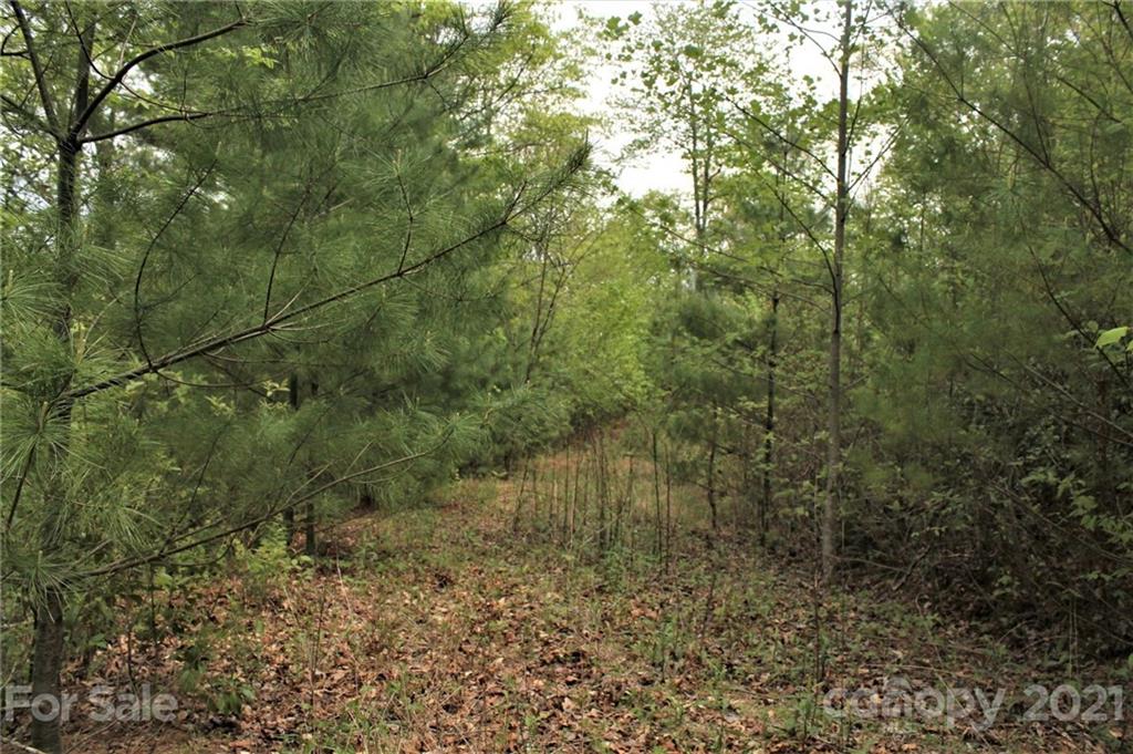 0 Shiners Ridge, Unit 24 Bryson City, NC 28713 - Photo 5 of 11 a view of a yard with large trees