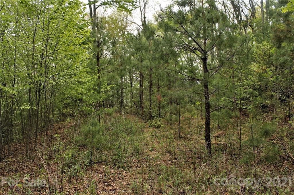 0 Shiners Ridge, Unit 24 Bryson City, NC 28713 - Photo 6 of 11 a view of a forest with lots of trees