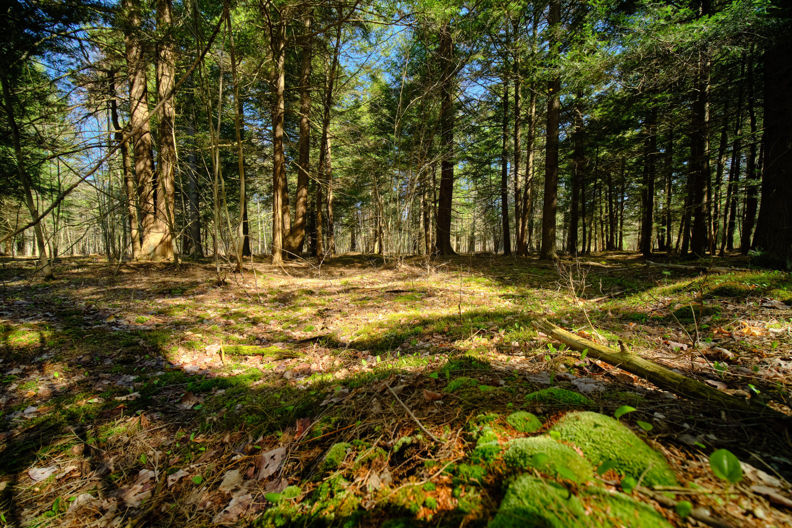 Oravainen Road Kaleva, MI 49645 - Photo 14 of 44 Additional Photo