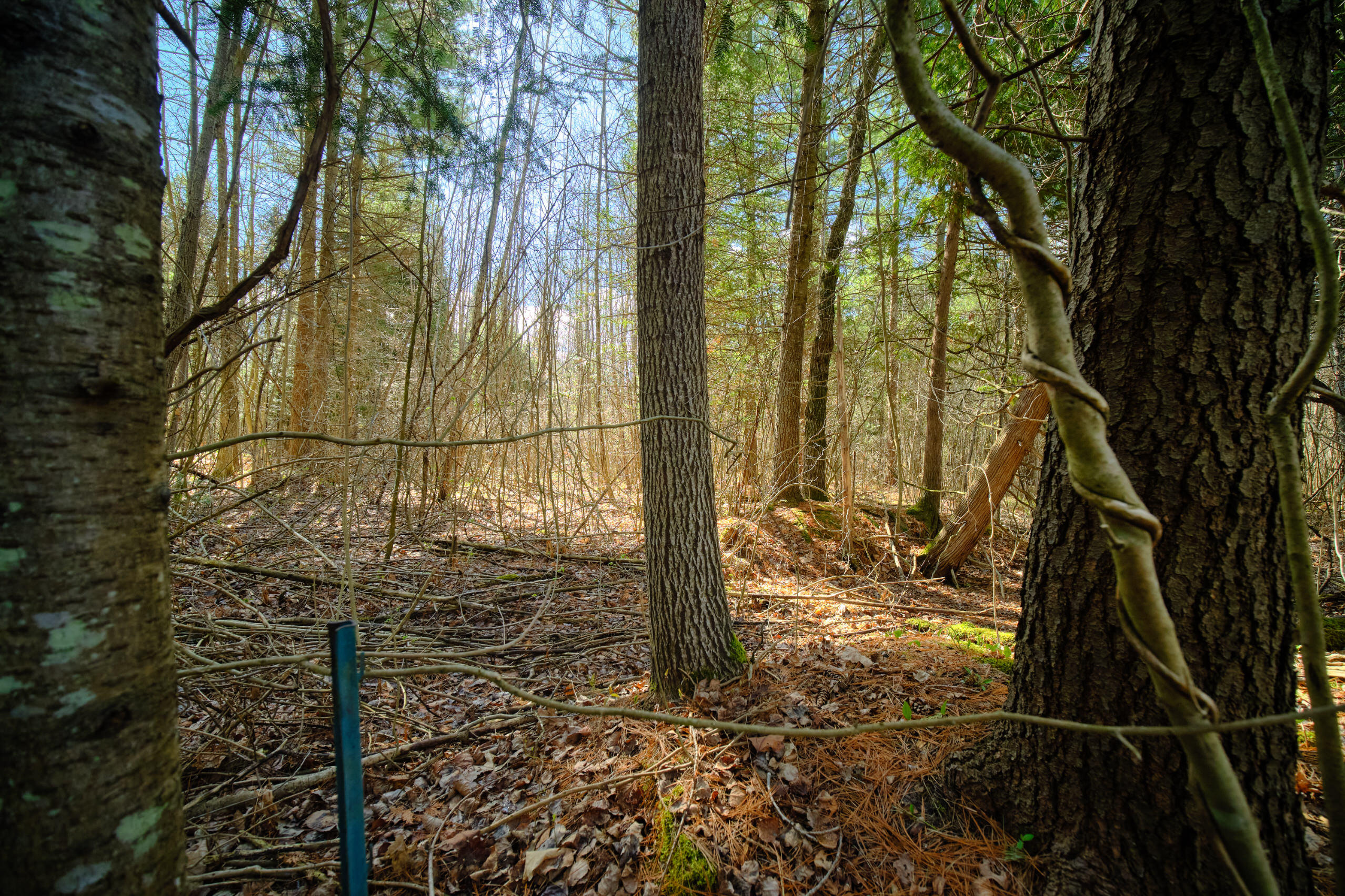 Oravainen Road Kaleva, MI 49645 - Photo 4 of 44 Additional Photo