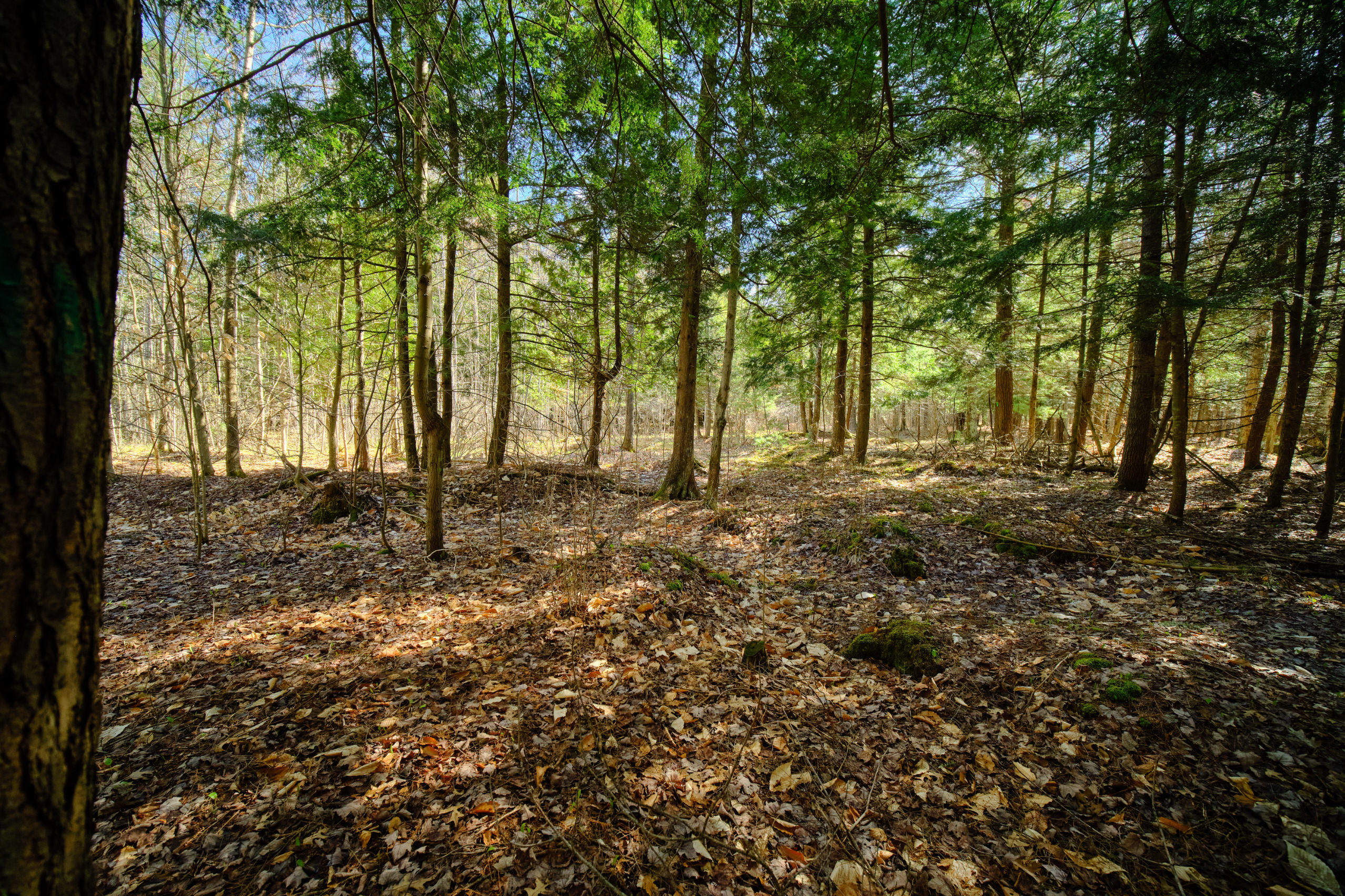 Oravainen Road Kaleva, MI 49645 - Photo 8 of 44 Additional Photo