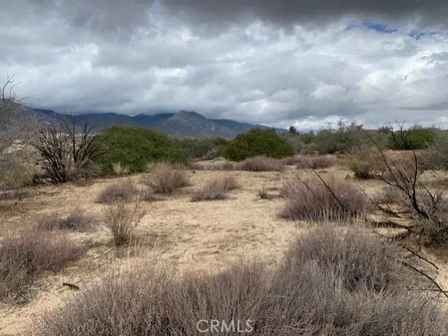 a view of a bunch of trees in a field