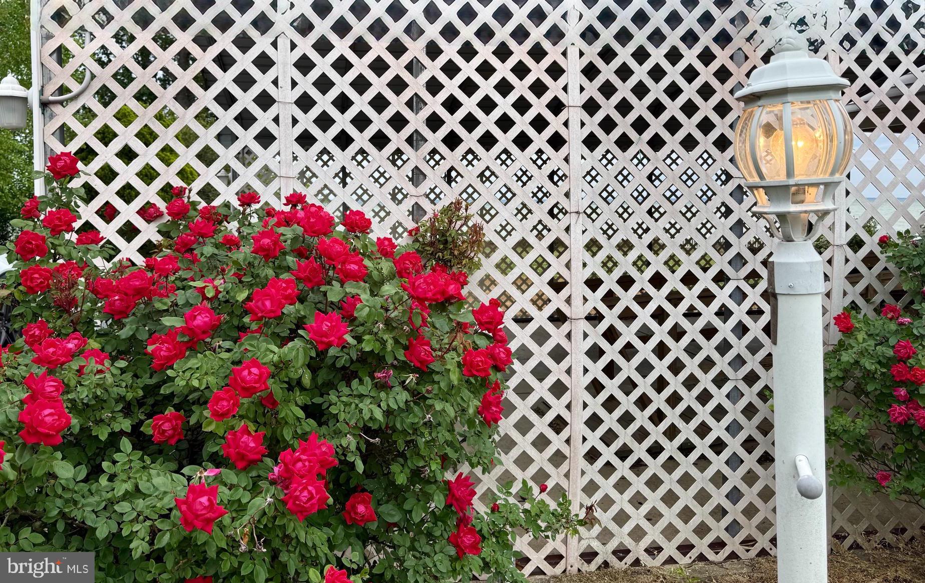48724 Curleys Road Ridge, MD 20680 - Photo 46 of 47 a flower garden