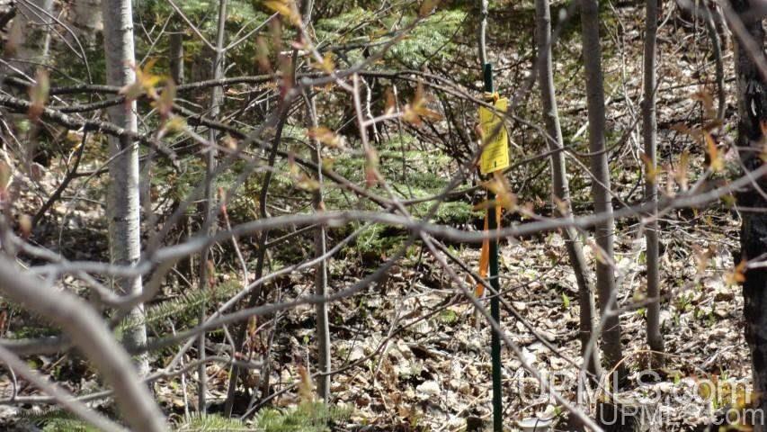 Tbd Off Doe Lake Road Munising, MI 49862 - Photo 9 of 11