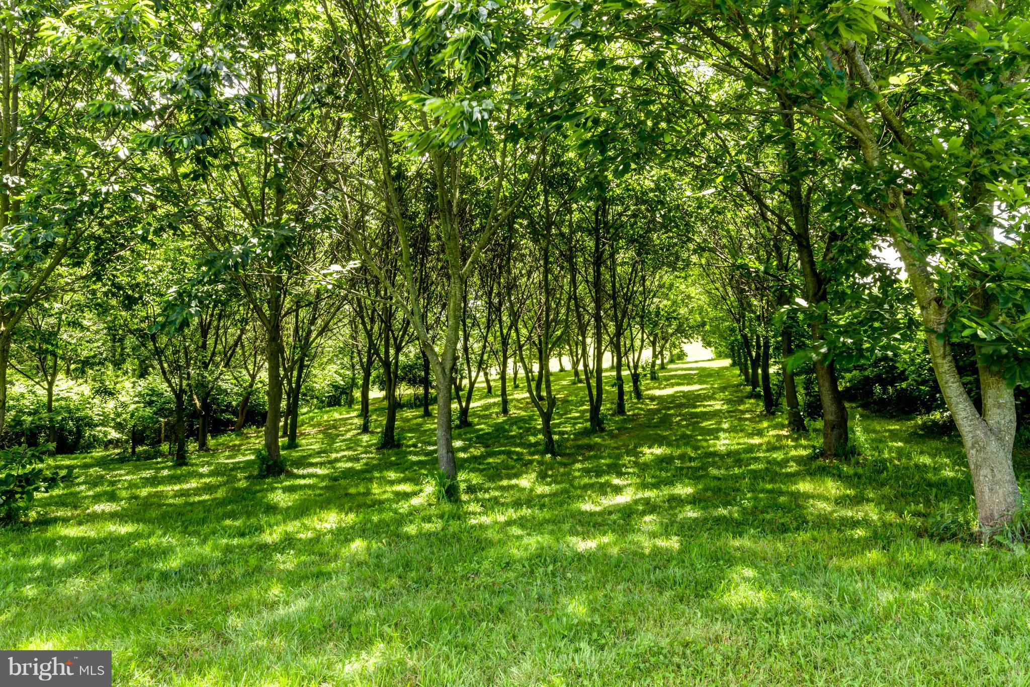 3723 Old Gamber Road Finksburg, MD 21048 - Photo 21 of 23 Planned Tree Orchard abundance of bearing nuts