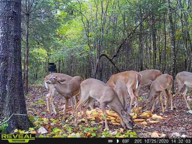 5013 Medlin Road Monroe, NC 28112 - Photo 11 of 30 a view of a backyard with two plants and large trees
