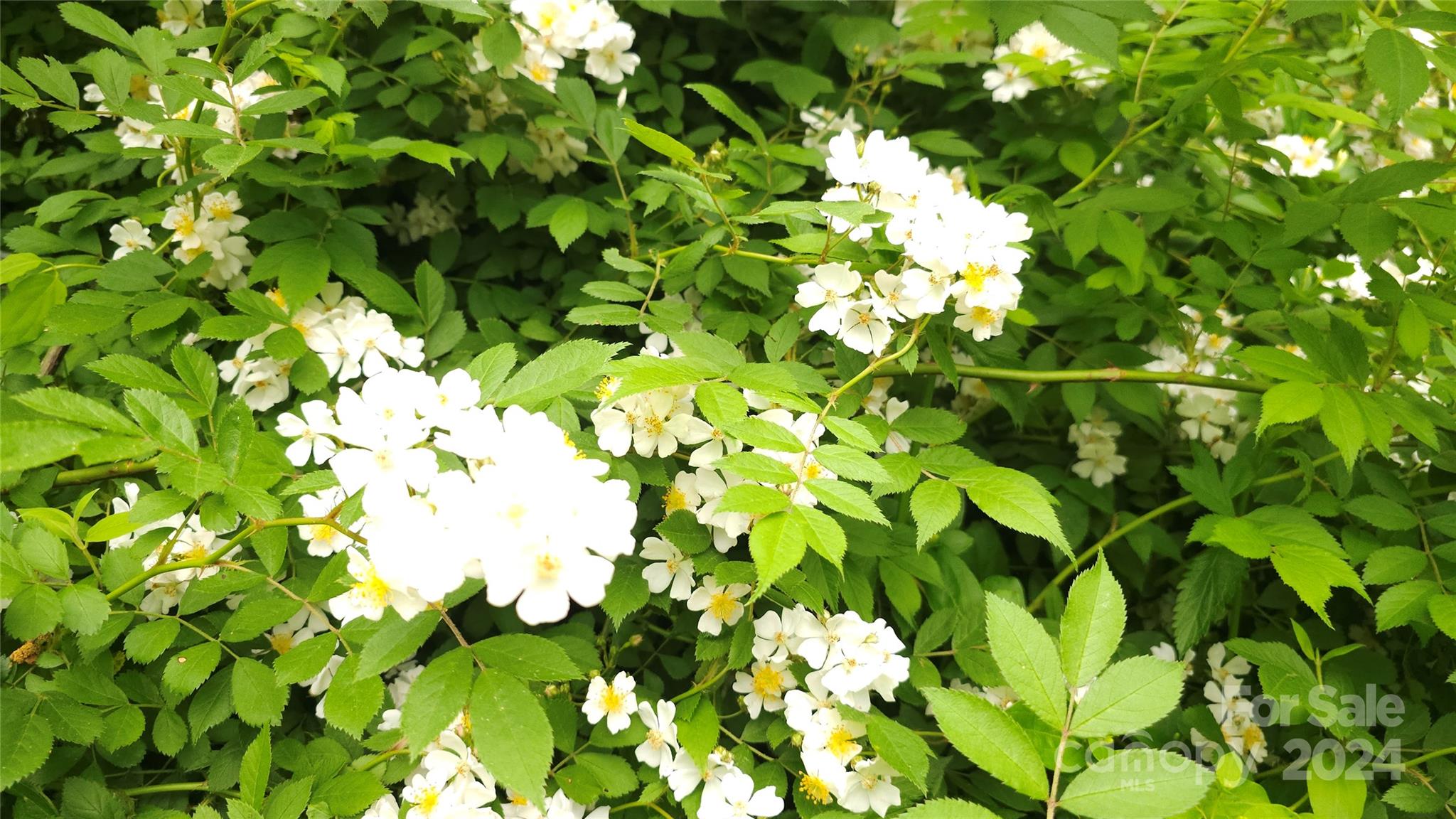 5013 Medlin Road Monroe, NC 28112 - Photo 8 of 30 a view of flowers