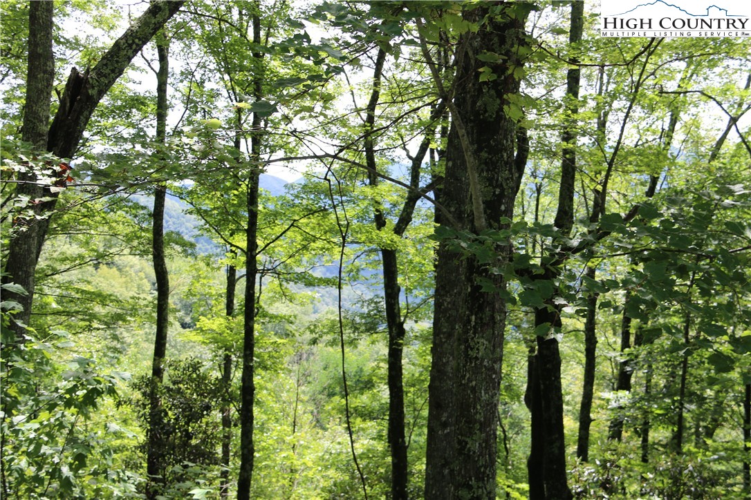 Elk Mountain Loop Newland, NC 28657 - Photo 11 of 17 a view of forest