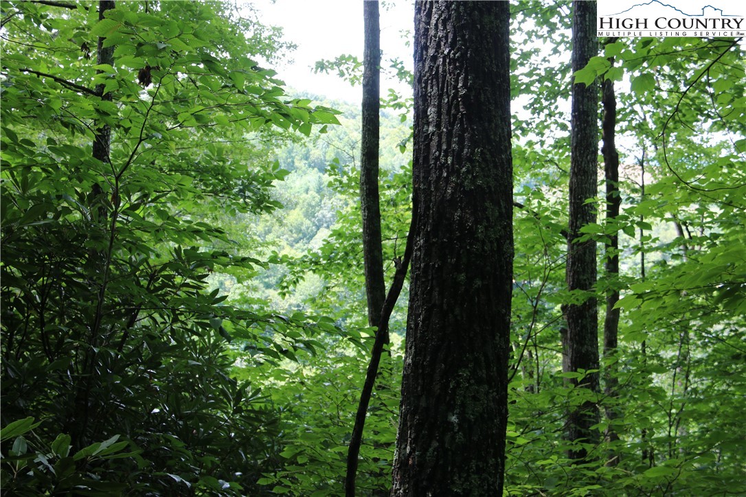 Elk Mountain Loop Newland, NC 28657 - Photo 12 of 17 a view of a tree in a garden