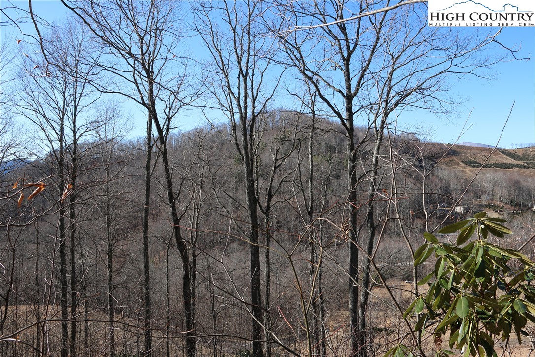 Elk Mountain Loop Newland, NC 28657 - Photo 13 of 17 a view of a yard with plants and trees