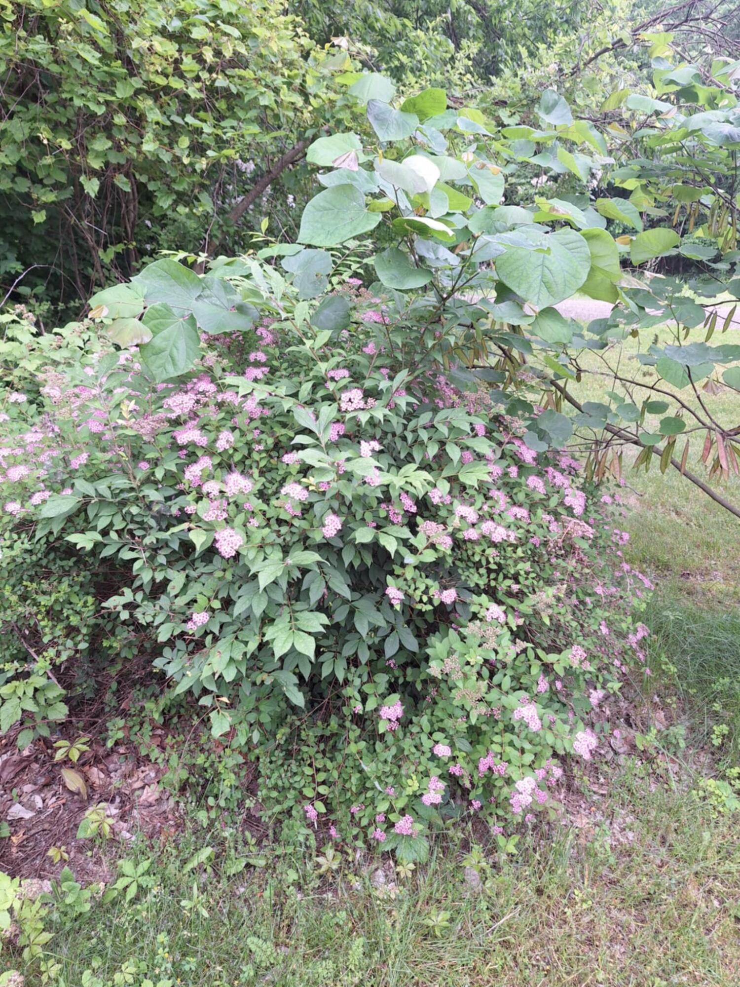 5211 Long Lake Road Reading, MI 49274 - Photo 85 of 107 att.CD68fVoIkuWSQrZTmm23Vtem_RGRY6v6zIGw