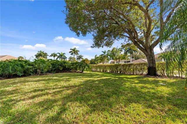 a view of a trees in a yard