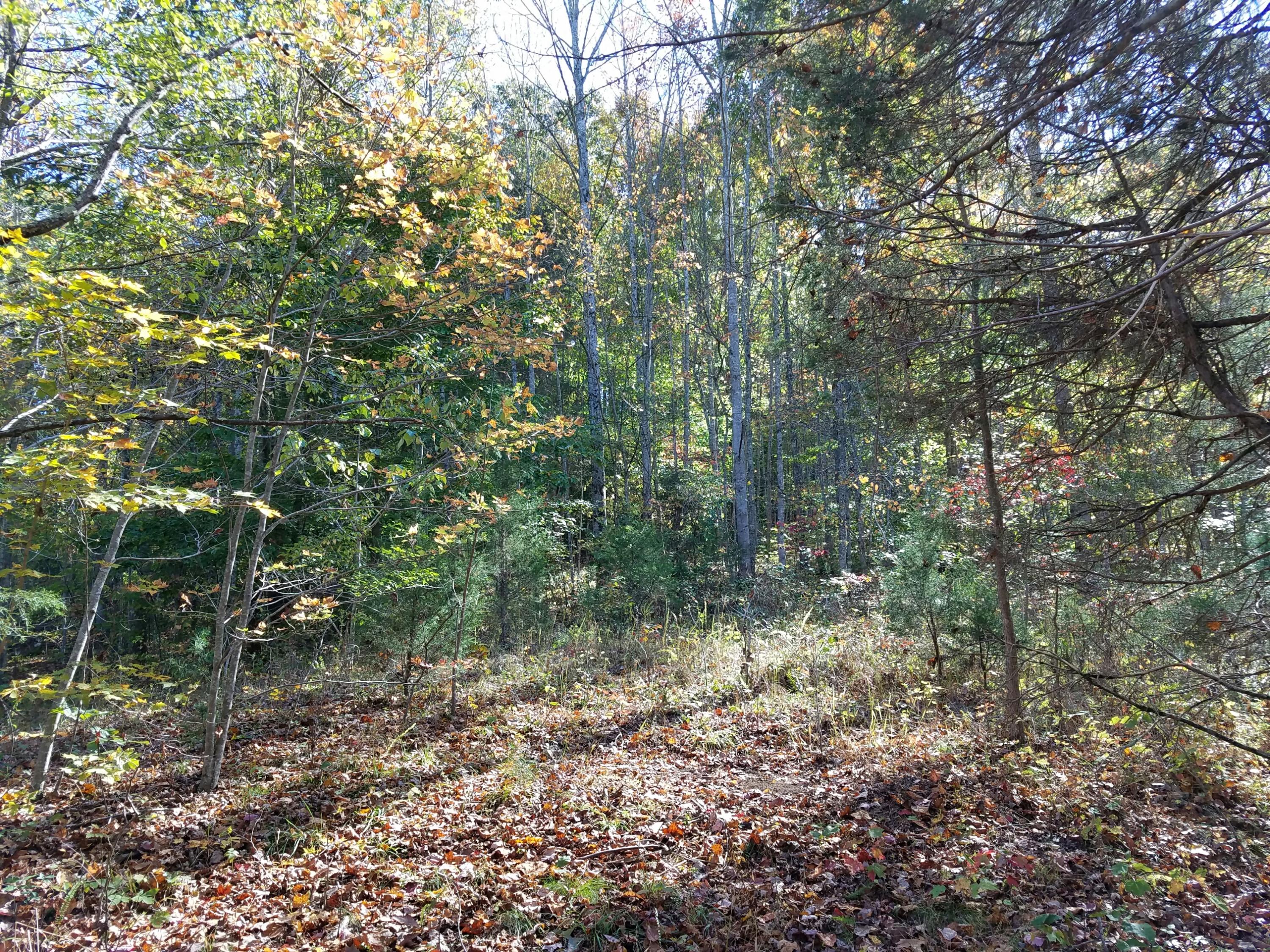 4-acres Rackum Road Thorn Hill, TN 37881 - Photo 3 of 8 Rackum3