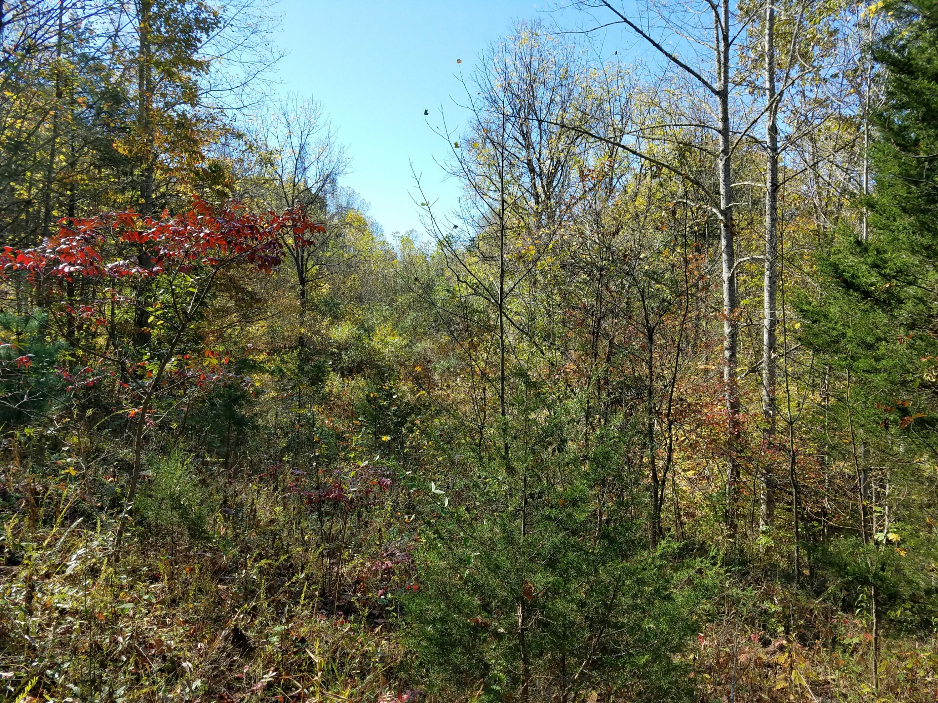 4-acres Rackum Road Thorn Hill, TN 37881 - Photo 4 of 8 Rackum4