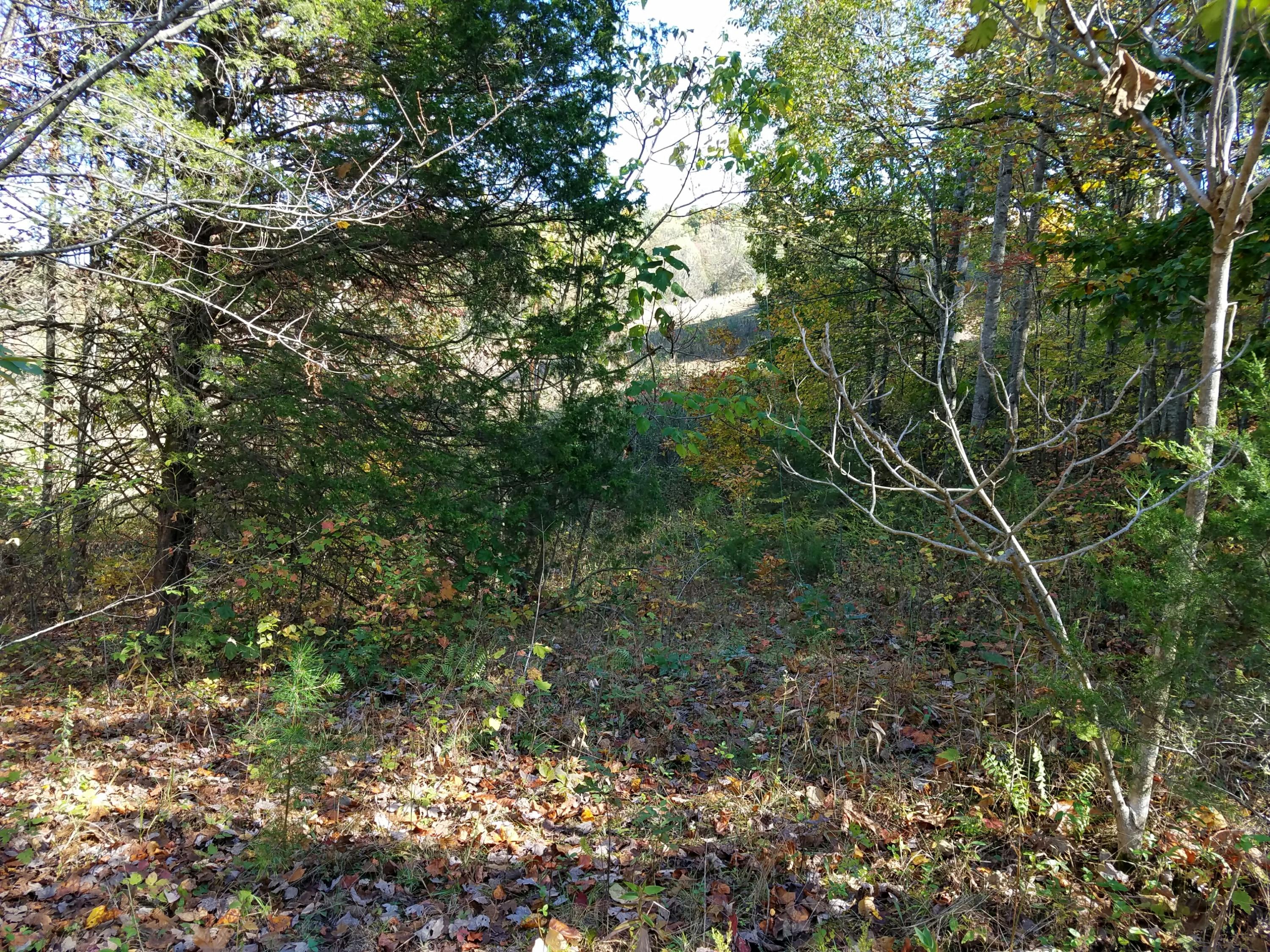 4-acres Rackum Road Thorn Hill, TN 37881 - Photo 5 of 8 Rackum5