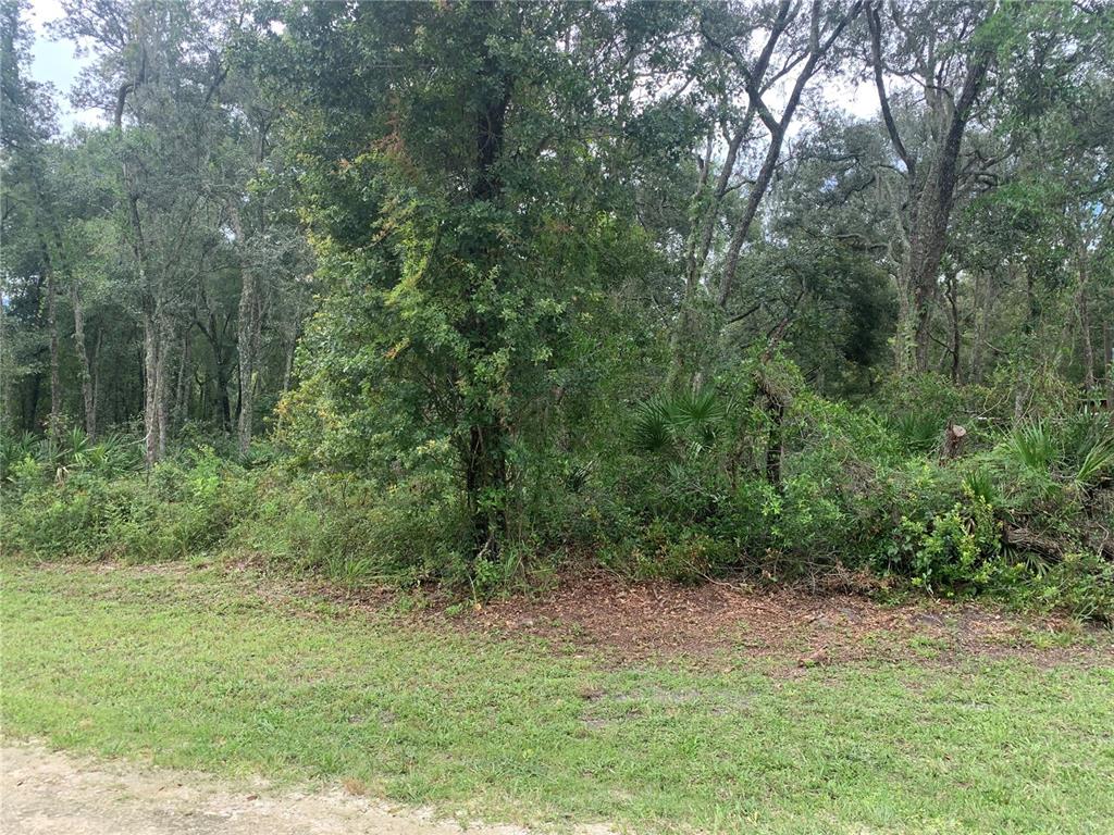 35314 Goethals Street Webster, FL 33597 - Photo 4 of 9 a big yard with lots of green space