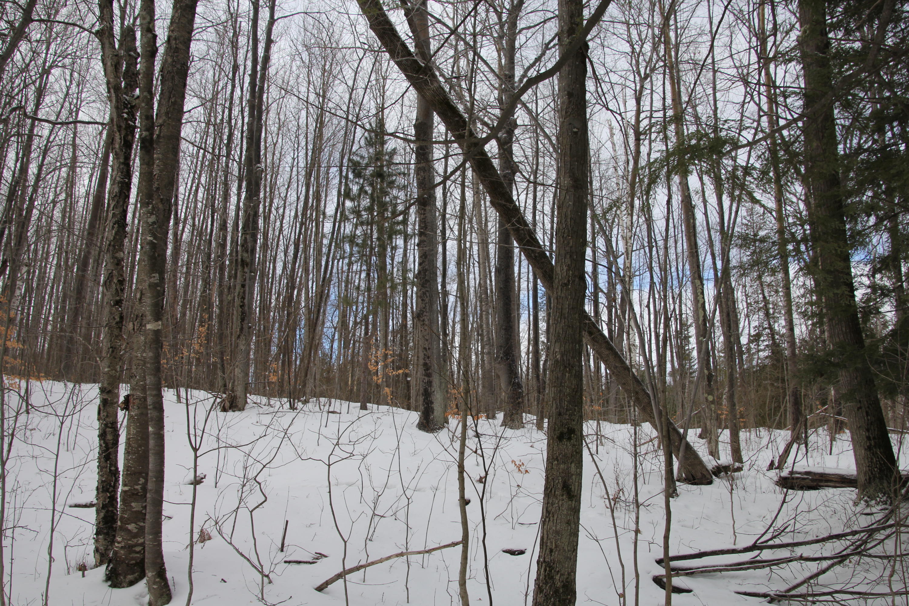 40-acres Tolan Road Spruce, MI 48762 - Photo 74 of 95 Gallery Image 74