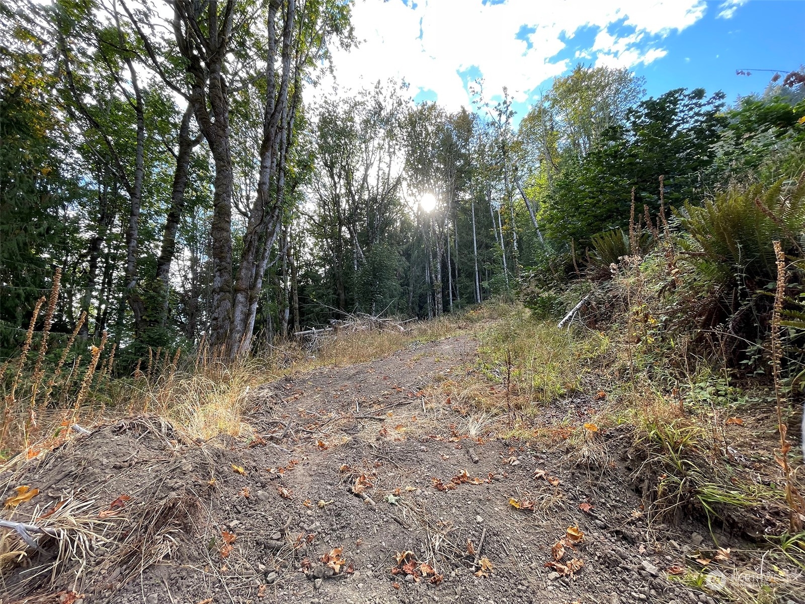 2899-3 Dan Kelly Road Port Angeles, WA 98363 - Photo 14 of 18 a view of a forest with trees in the background