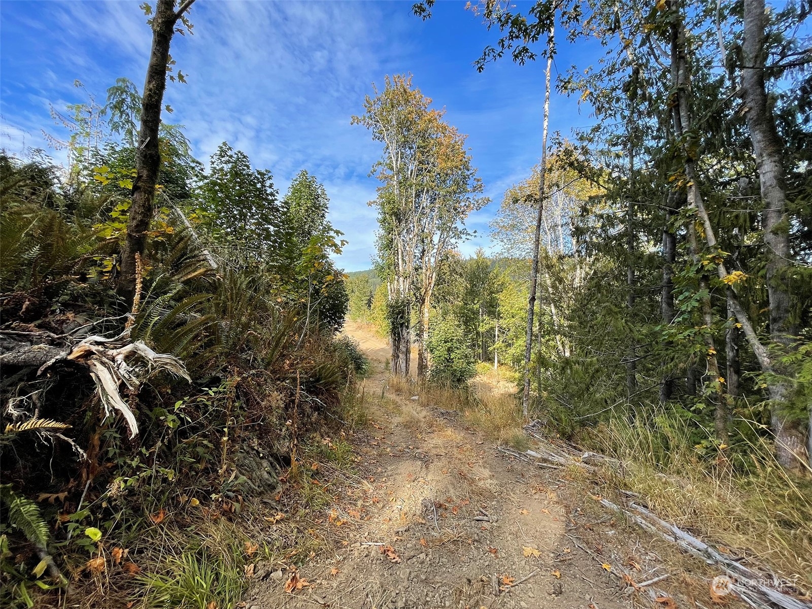 2899-3 Dan Kelly Road Port Angeles, WA 98363 - Photo 15 of 18 a view of a yard with plants and a tree
