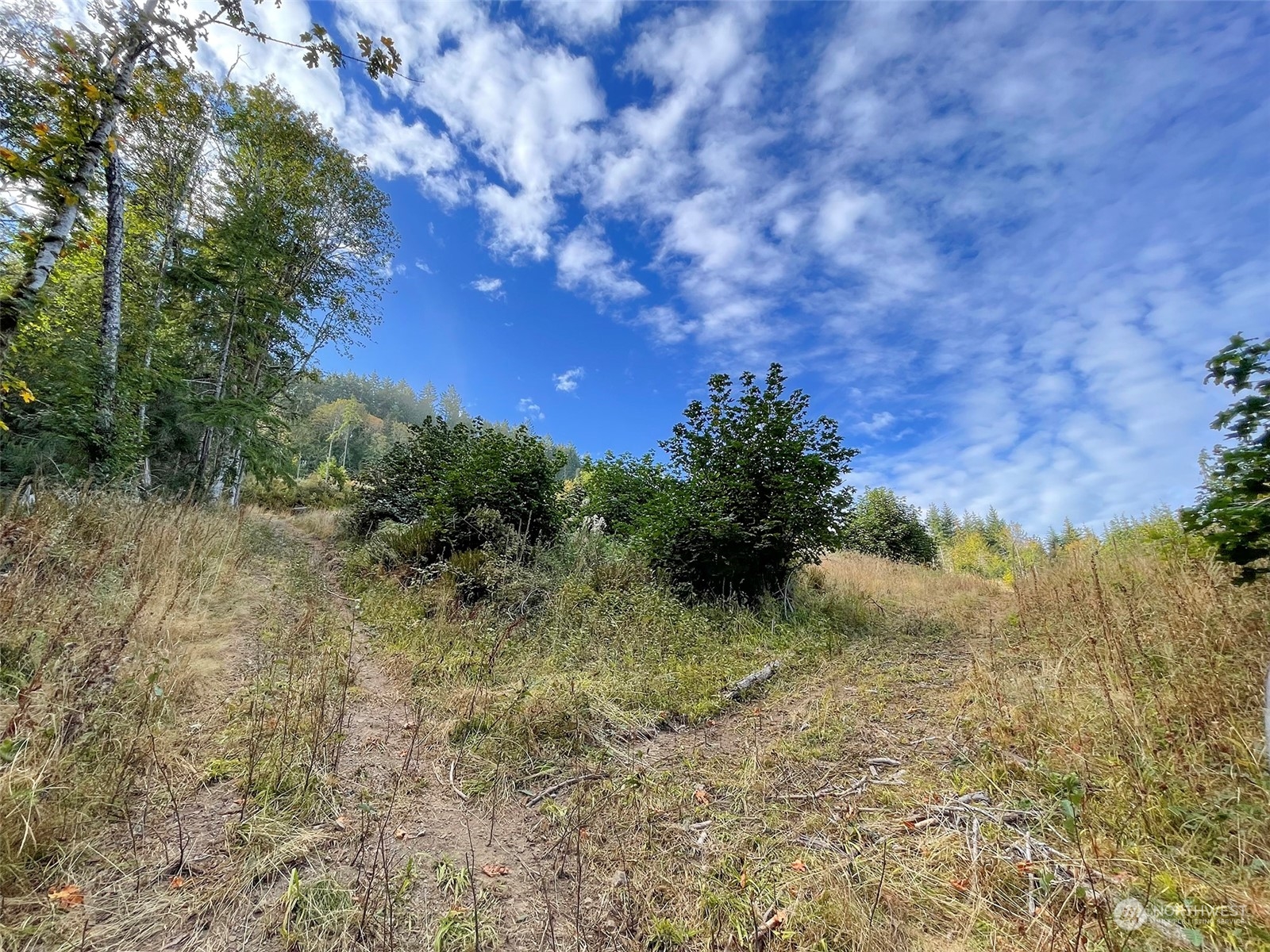 2899-3 Dan Kelly Road Port Angeles, WA 98363 - Photo 16 of 18 a view of a yard with trees in the background