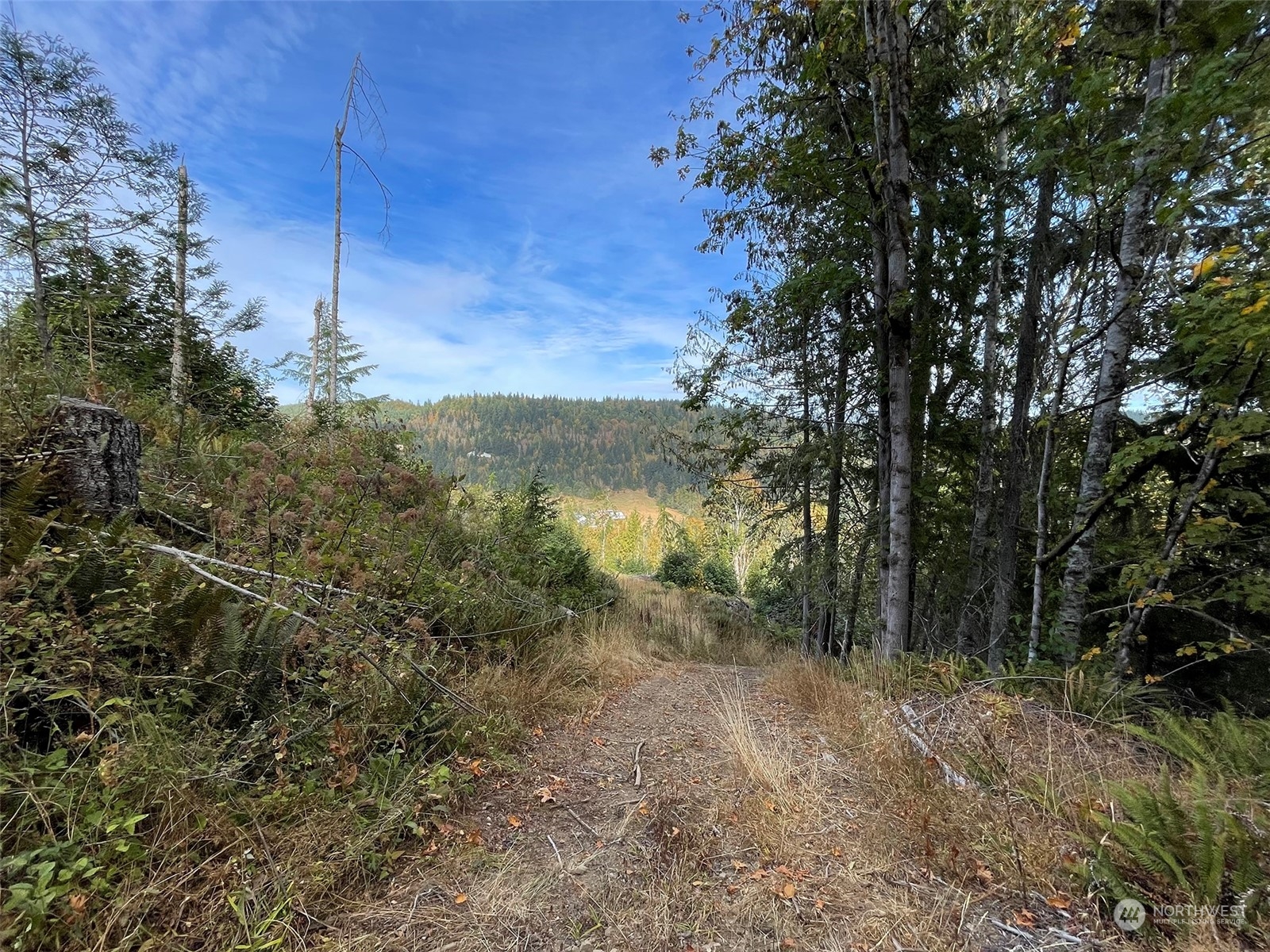 2899-3 Dan Kelly Road Port Angeles, WA 98363 - Photo 17 of 18 a view of a forest with a tree