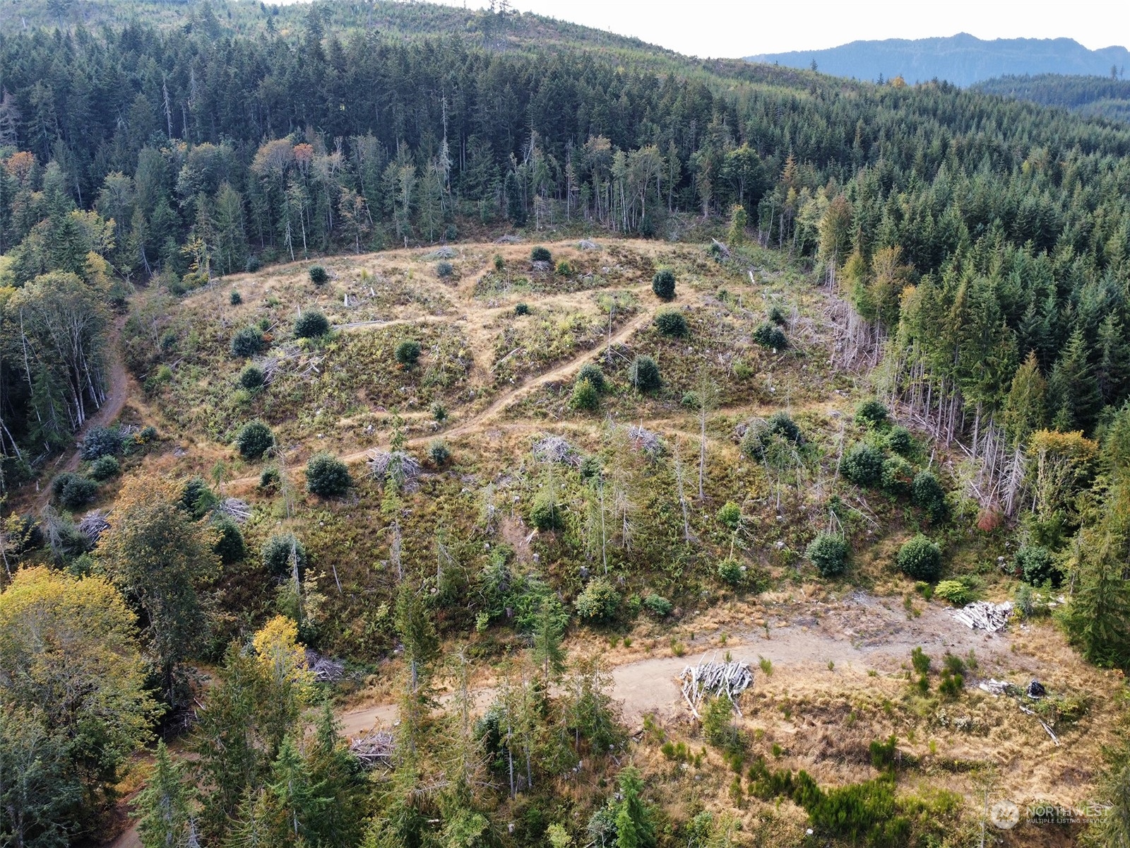 2899-3 Dan Kelly Road Port Angeles, WA 98363 - Photo 9 of 18 a view of a yard with a tree