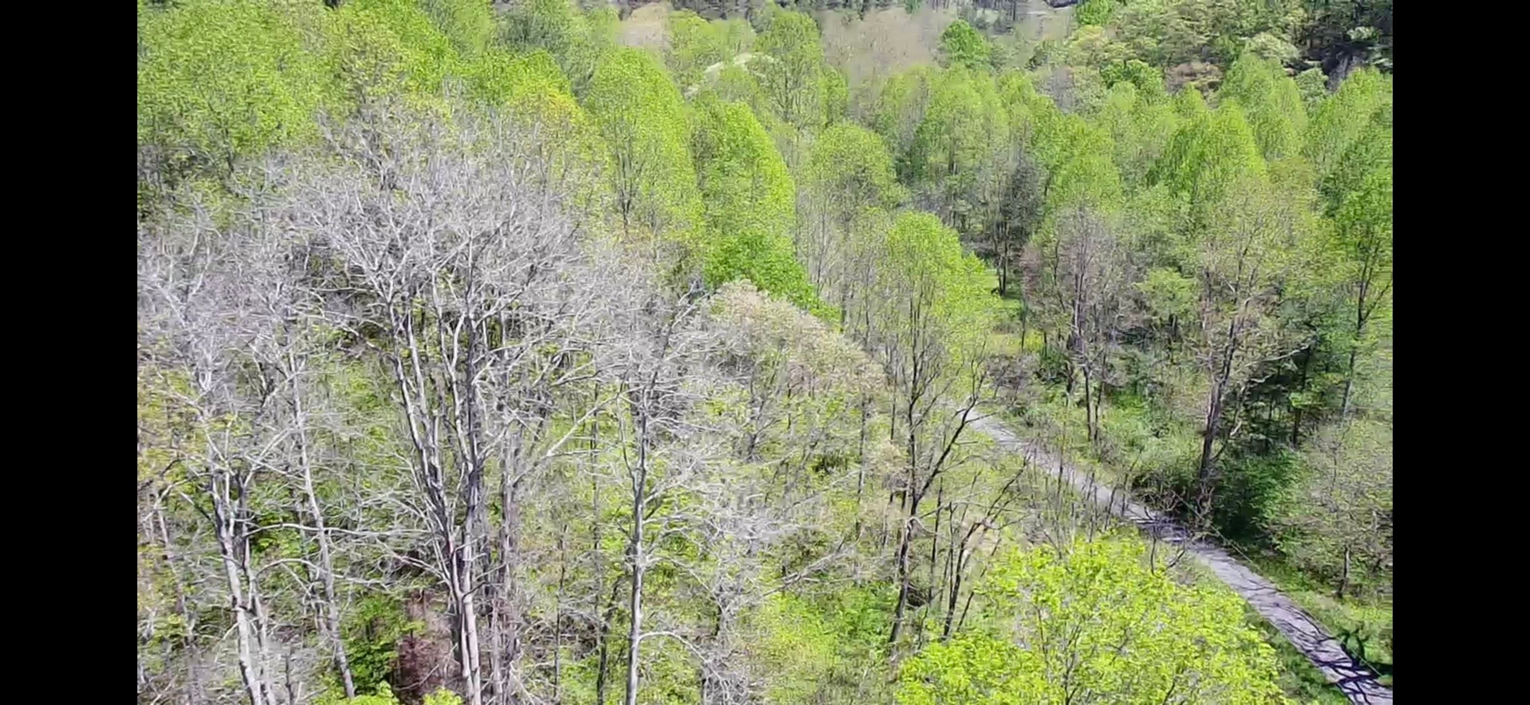 Tbd Bob Byrd Road Beeson, WV 24714 - Photo 15 of 18 Gallery Image 15