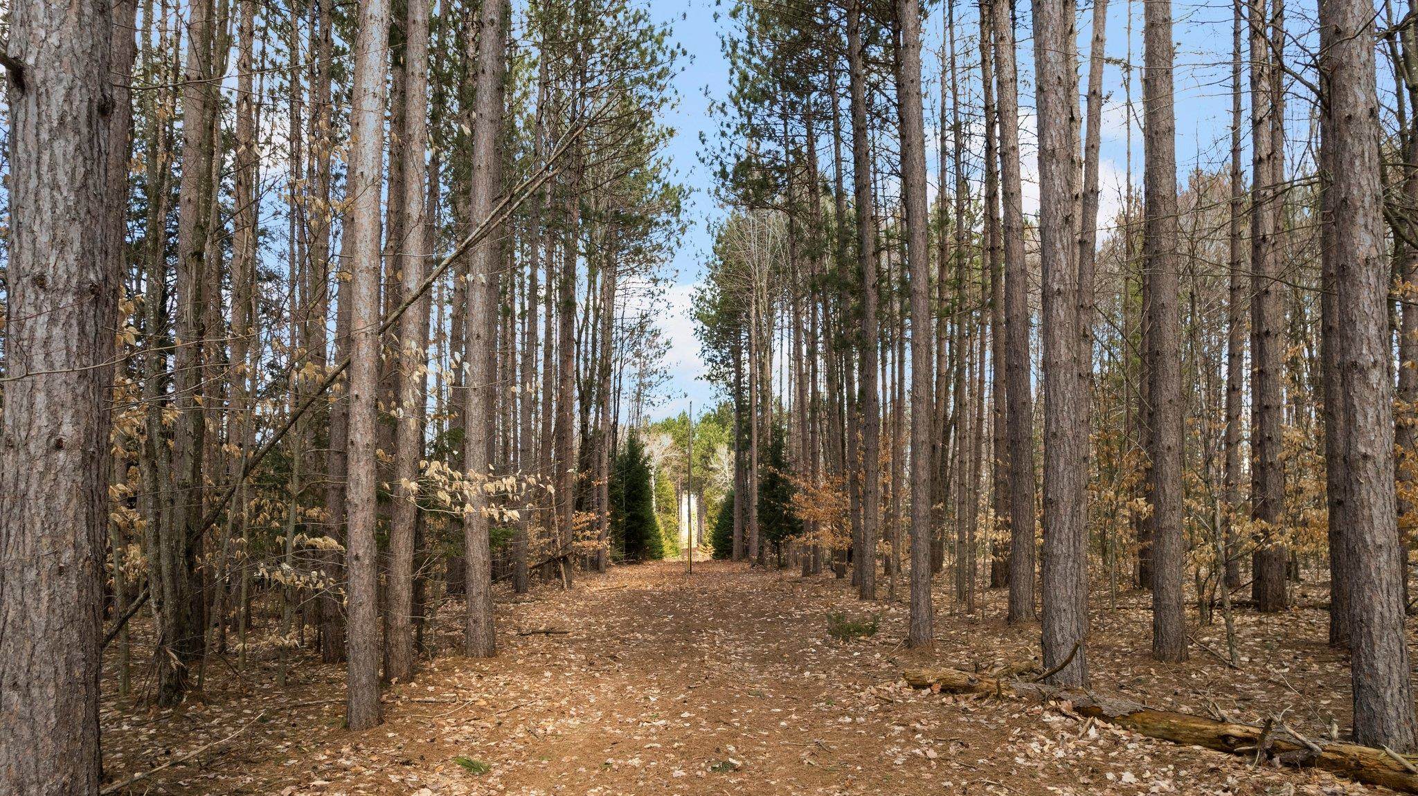0 Golden Road Southeast Kalkaska, MI 49646 - Photo 16 of 30 Gallery Image 16