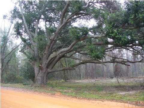 0 Jerkins Road Repton, AL 36475 - Photo 3 of 6 What a beautiful place to have a home.