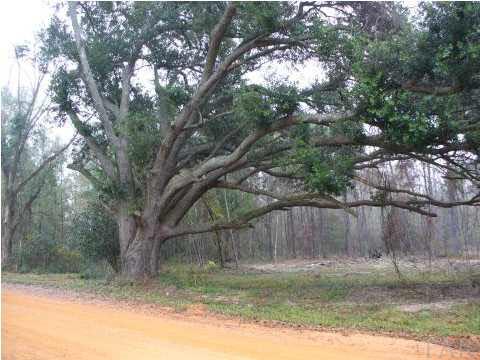 0 Jerkins Road Repton, AL 36475 - Photo 4 of 6 View of the trees on the property.