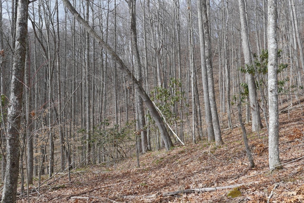 Tbd Reynolds Ridge Road, Unit 1 Bandy, VA 24602 - Photo 24 of 44 Gallery Image 24