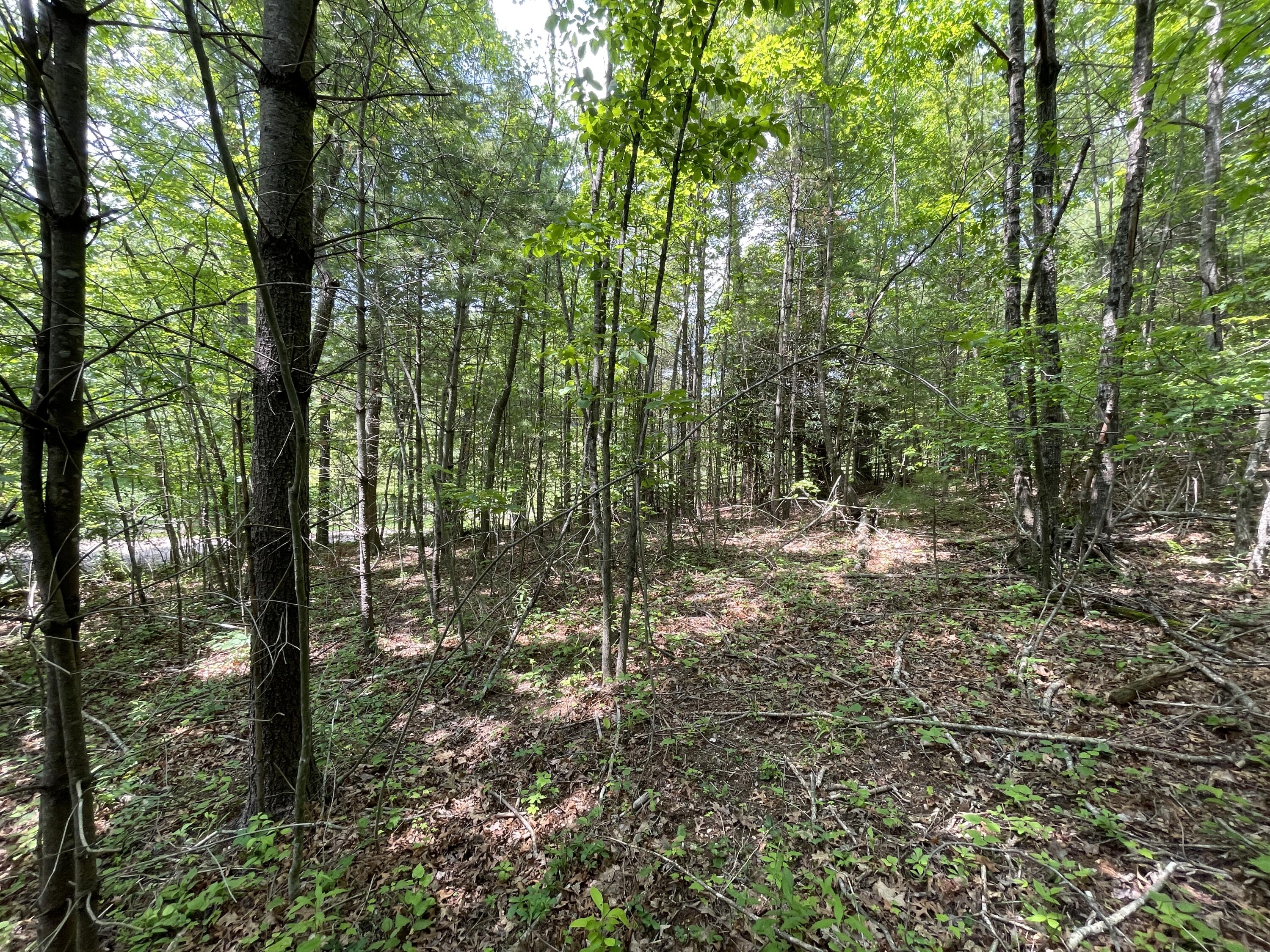 0 Gold Field Road Northeast Floyd, VA 24091 - Photo 12 of 20 a view of forest