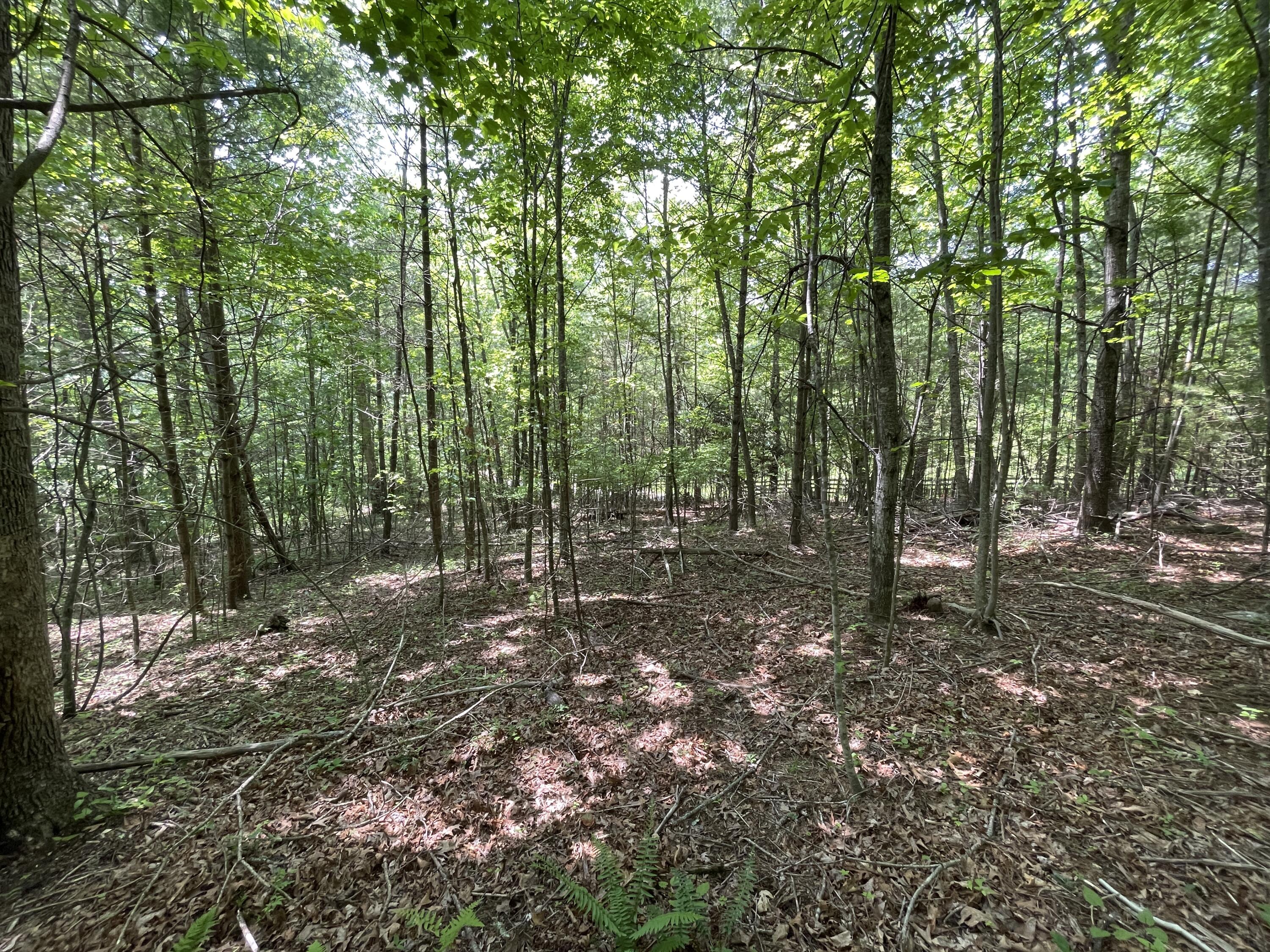 0 Gold Field Road Northeast Floyd, VA 24091 - Photo 13 of 20 a view of a forest with trees in the background