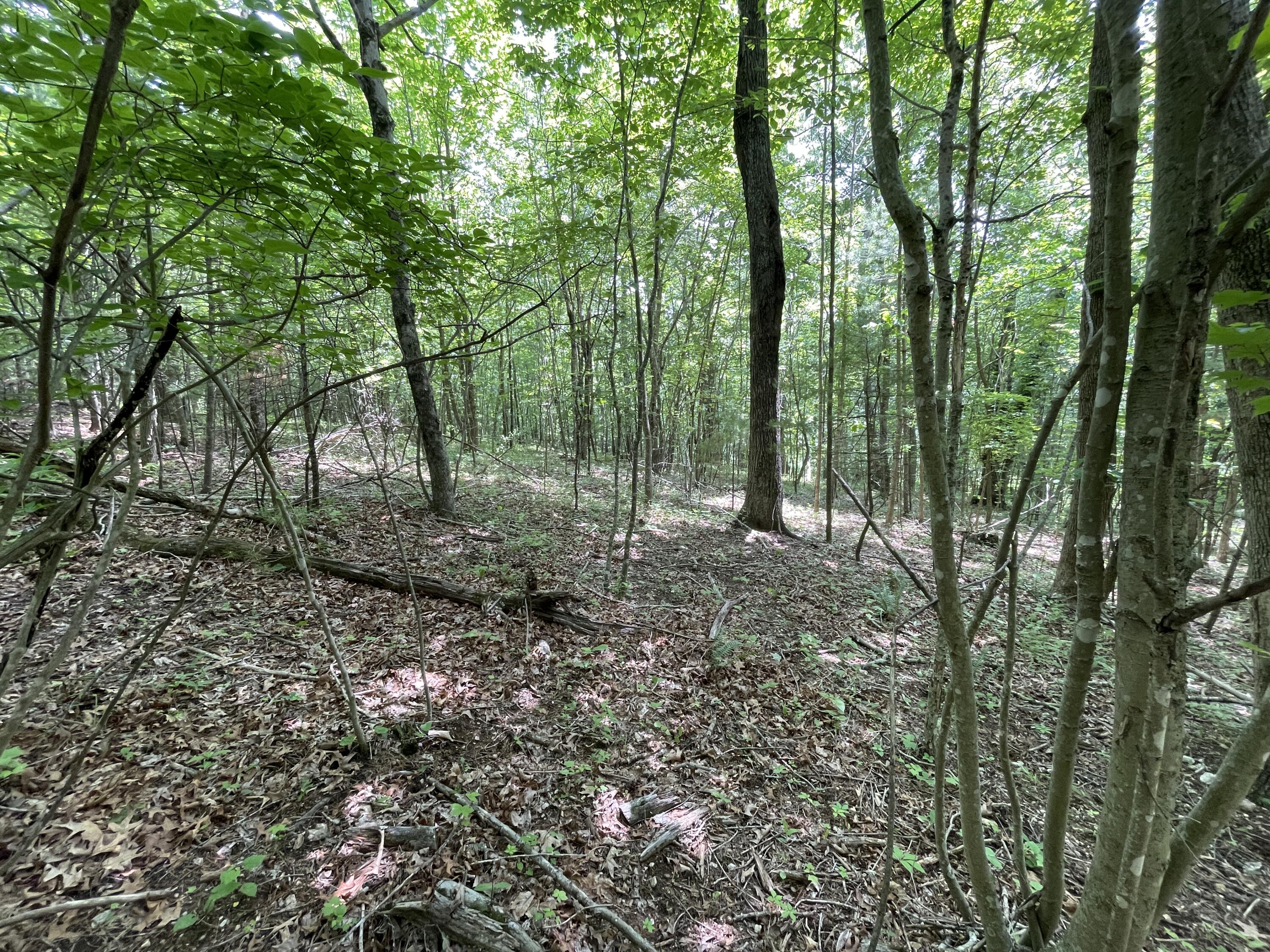 0 Gold Field Road Northeast Floyd, VA 24091 - Photo 14 of 20 a view of outdoor space and trees