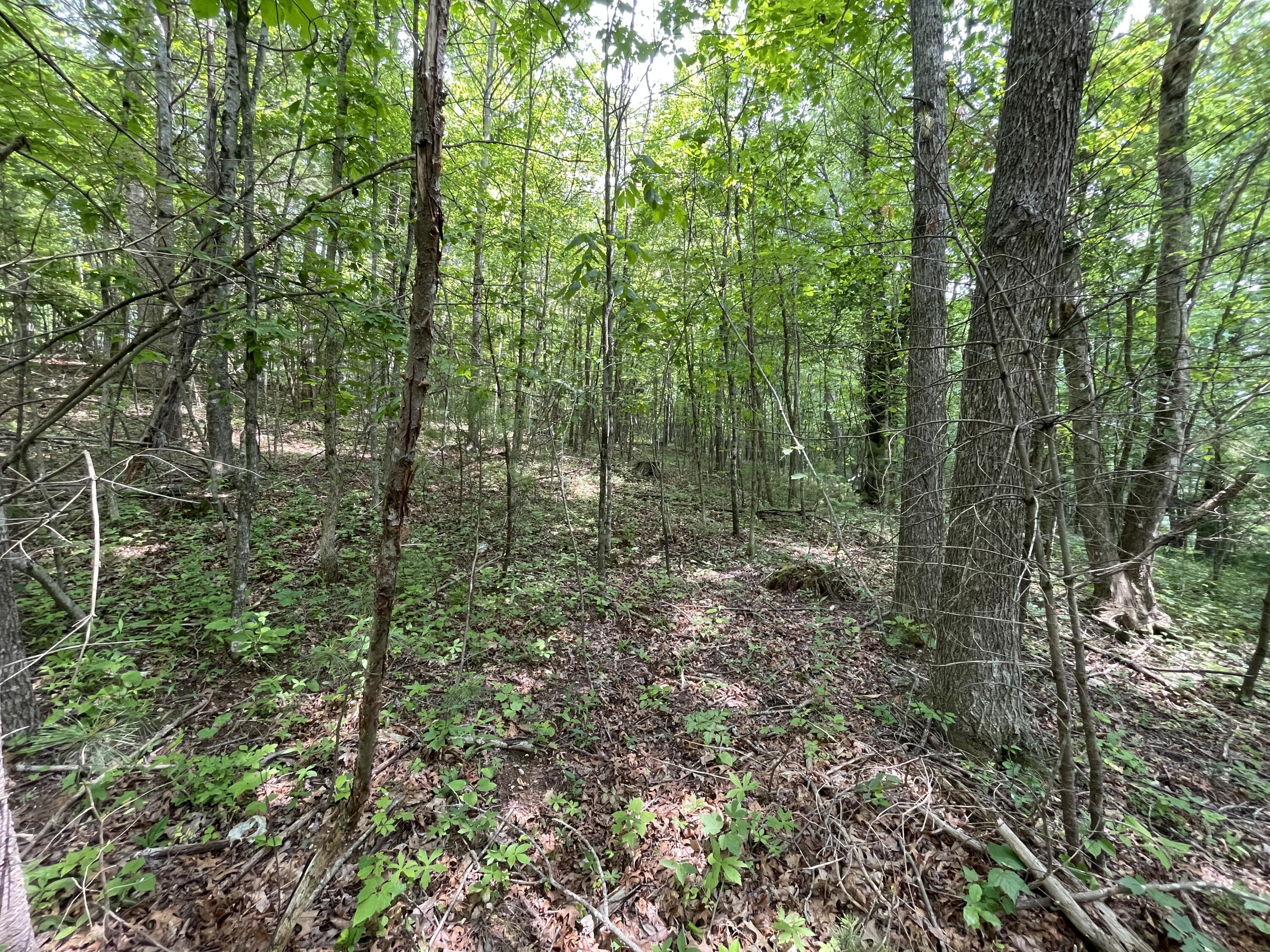 0 Gold Field Road Northeast Floyd, VA 24091 - Photo 15 of 20 a view of forest
