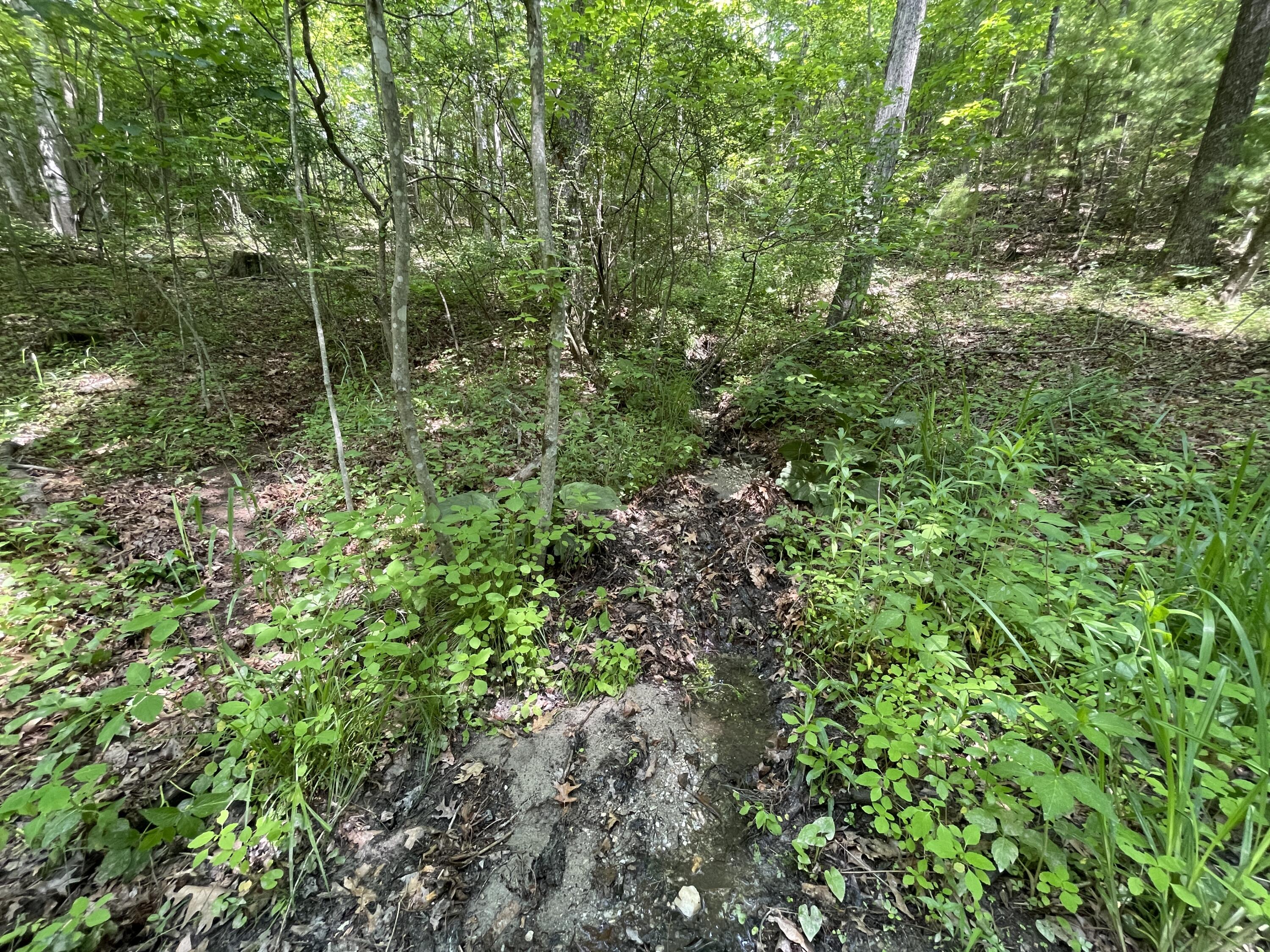 0 Gold Field Road Northeast Floyd, VA 24091 - Photo 16 of 20 a view of a forest with a tree