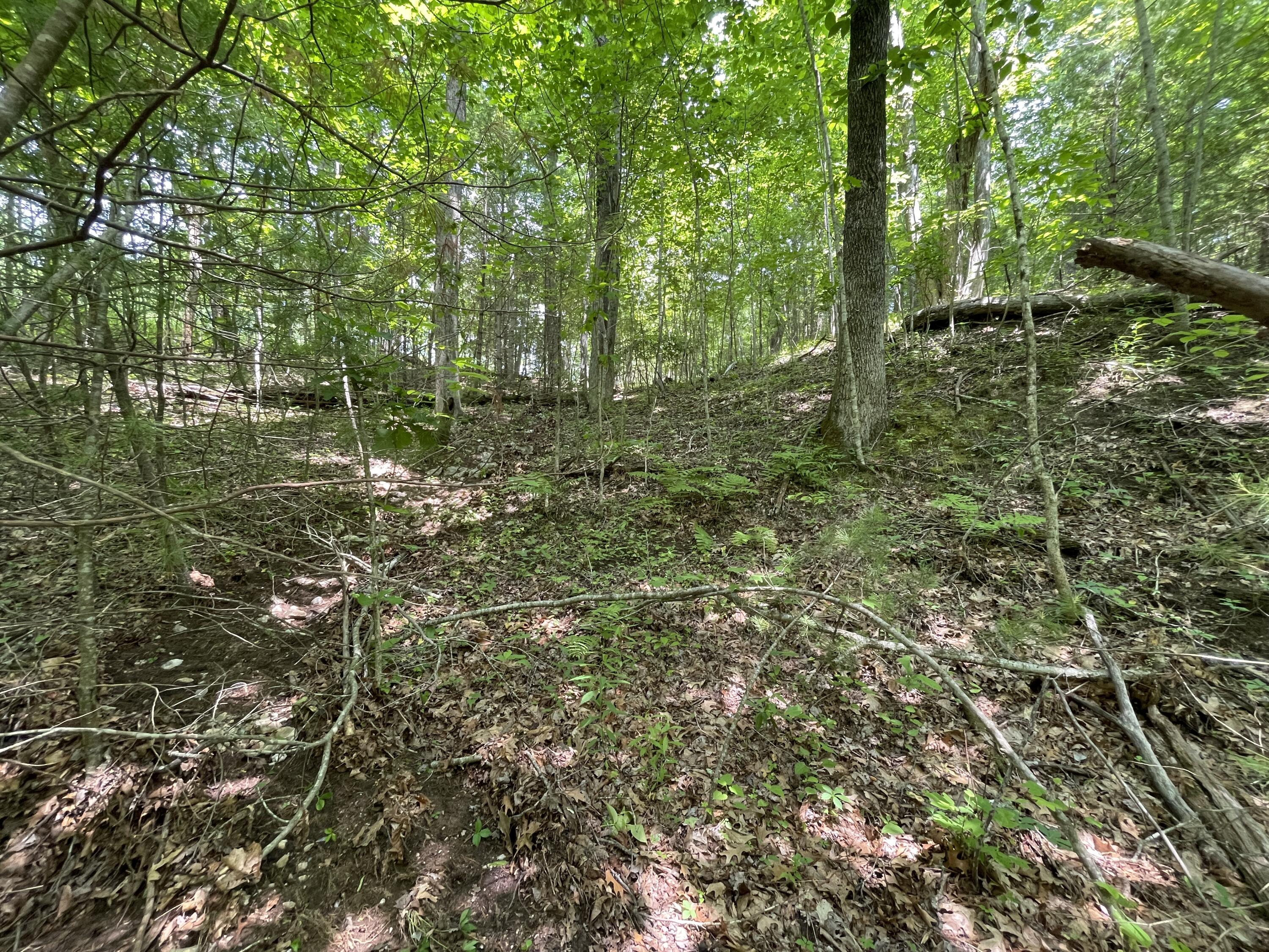 0 Gold Field Road Northeast Floyd, VA 24091 - Photo 17 of 20 a view of forest
