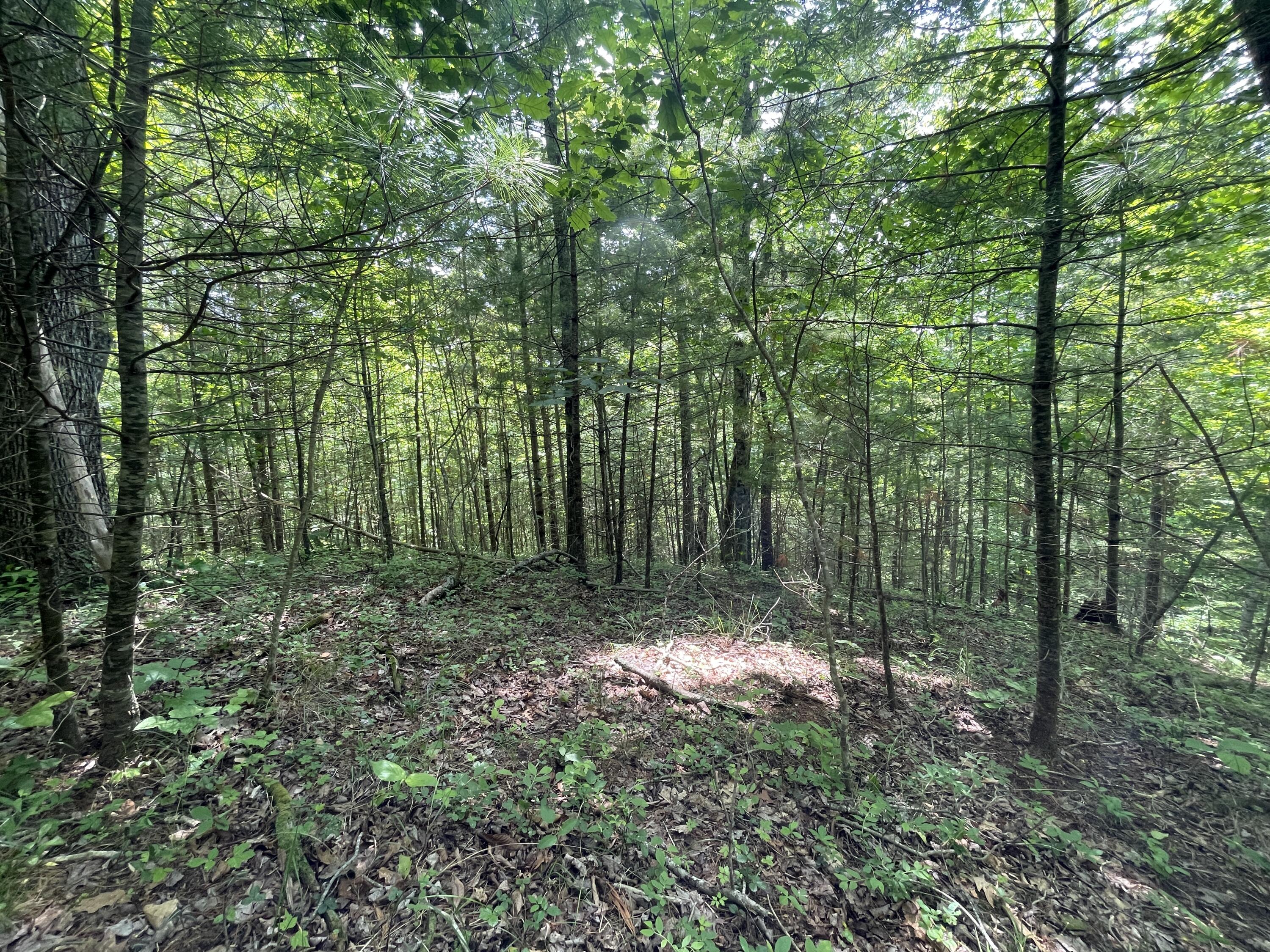0 Gold Field Road Northeast Floyd, VA 24091 - Photo 18 of 20 a view of outdoor space and green space