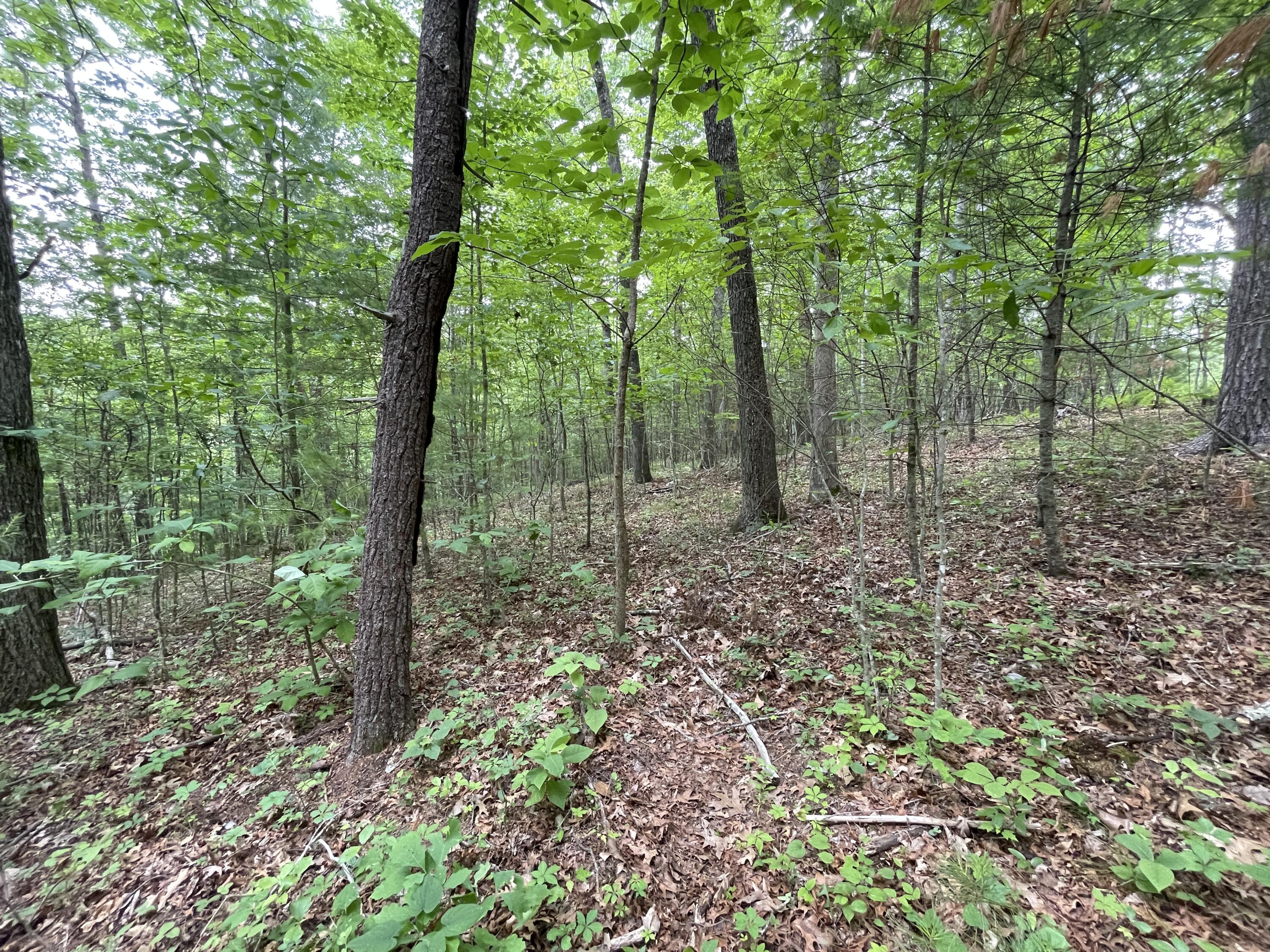 0 Gold Field Road Northeast Floyd, VA 24091 - Photo 19 of 20 a view of a forest that has large trees
