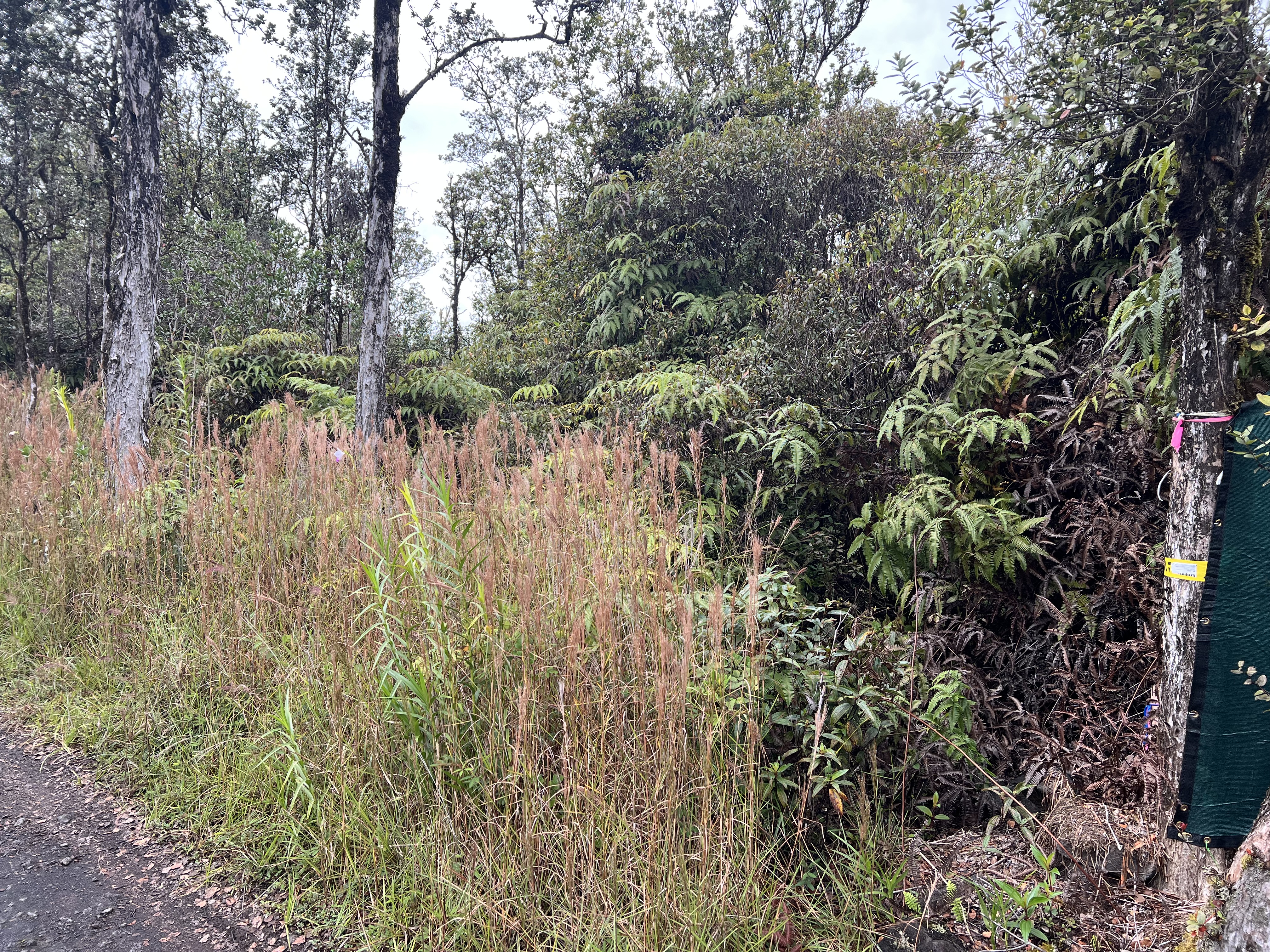 11-1750 8th Street Volcano, HI 96785 - Photo 1 of 4 a view of a forest with a tree