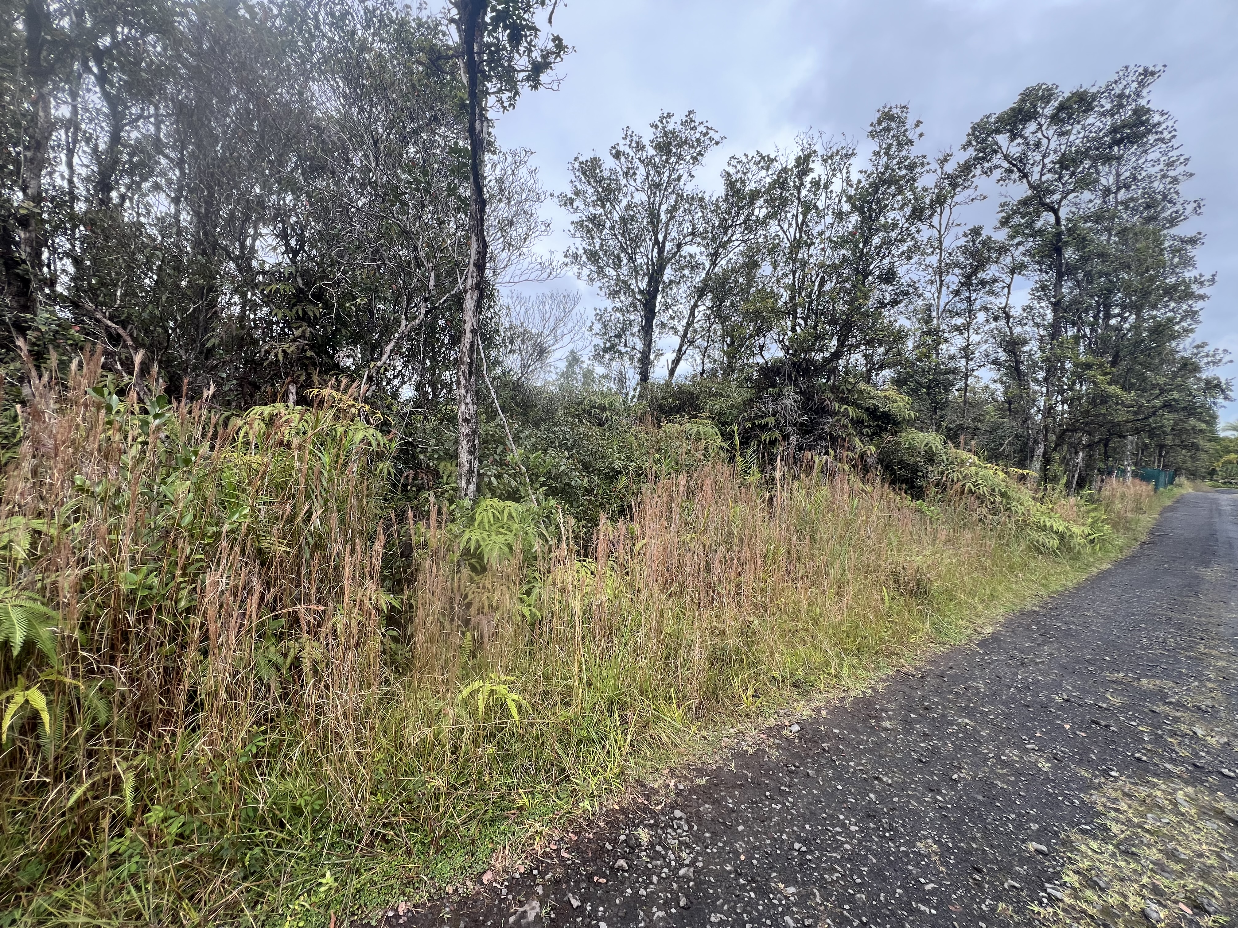 11-1750 8th Street Volcano, HI 96785 - Photo 2 of 4 a view of a yard with a tree