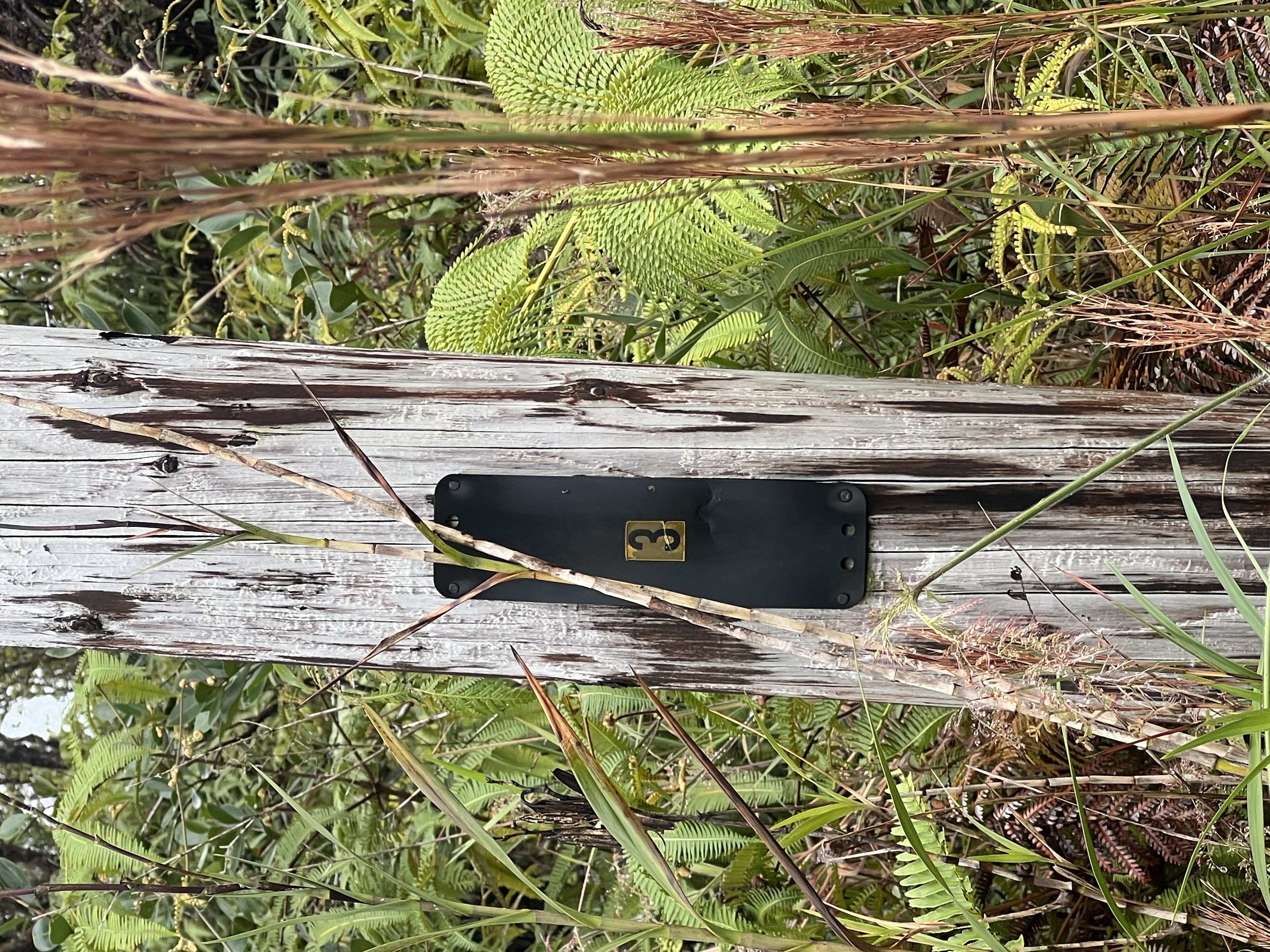 11-1750 8th Street Volcano, HI 96785 - Photo 4 of 4 a close up of a plant in a garden