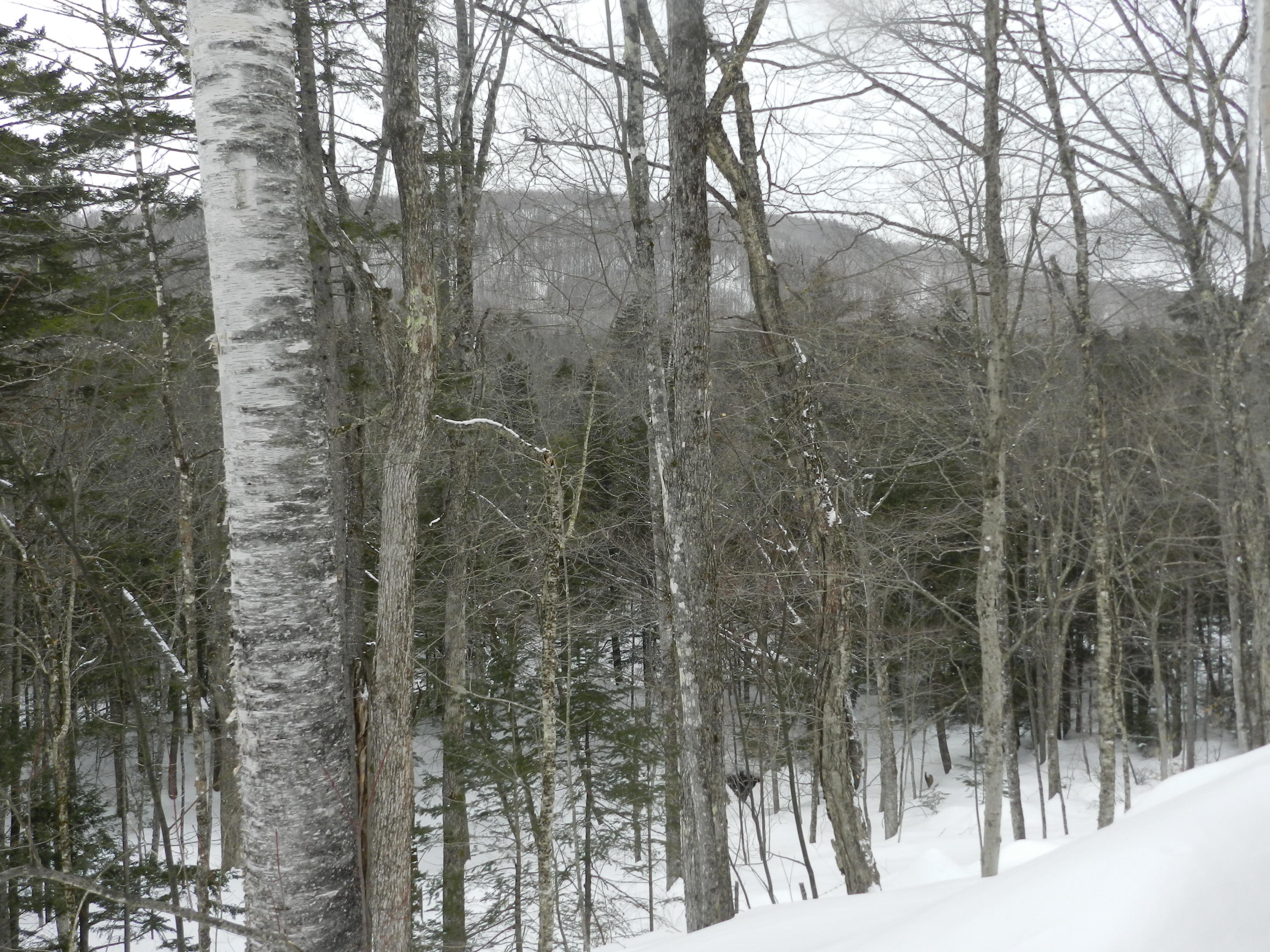 1252 South Arm Road Andover, ME 04216 - Photo 33 of 36 DSCN3294