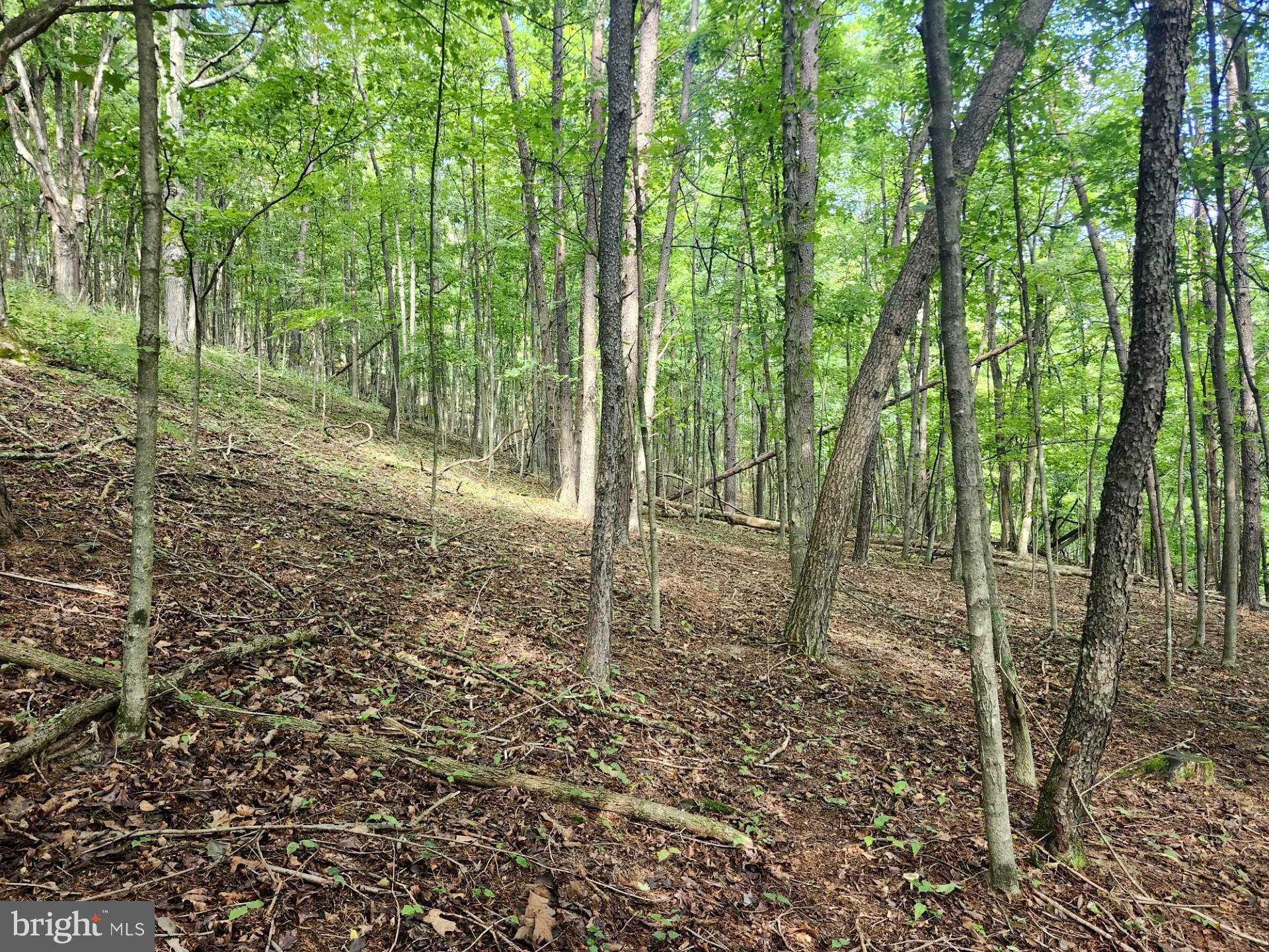 497 Dry Run Road Burlington, WV 26710 - Photo 44 of 80 Gallery Image 44