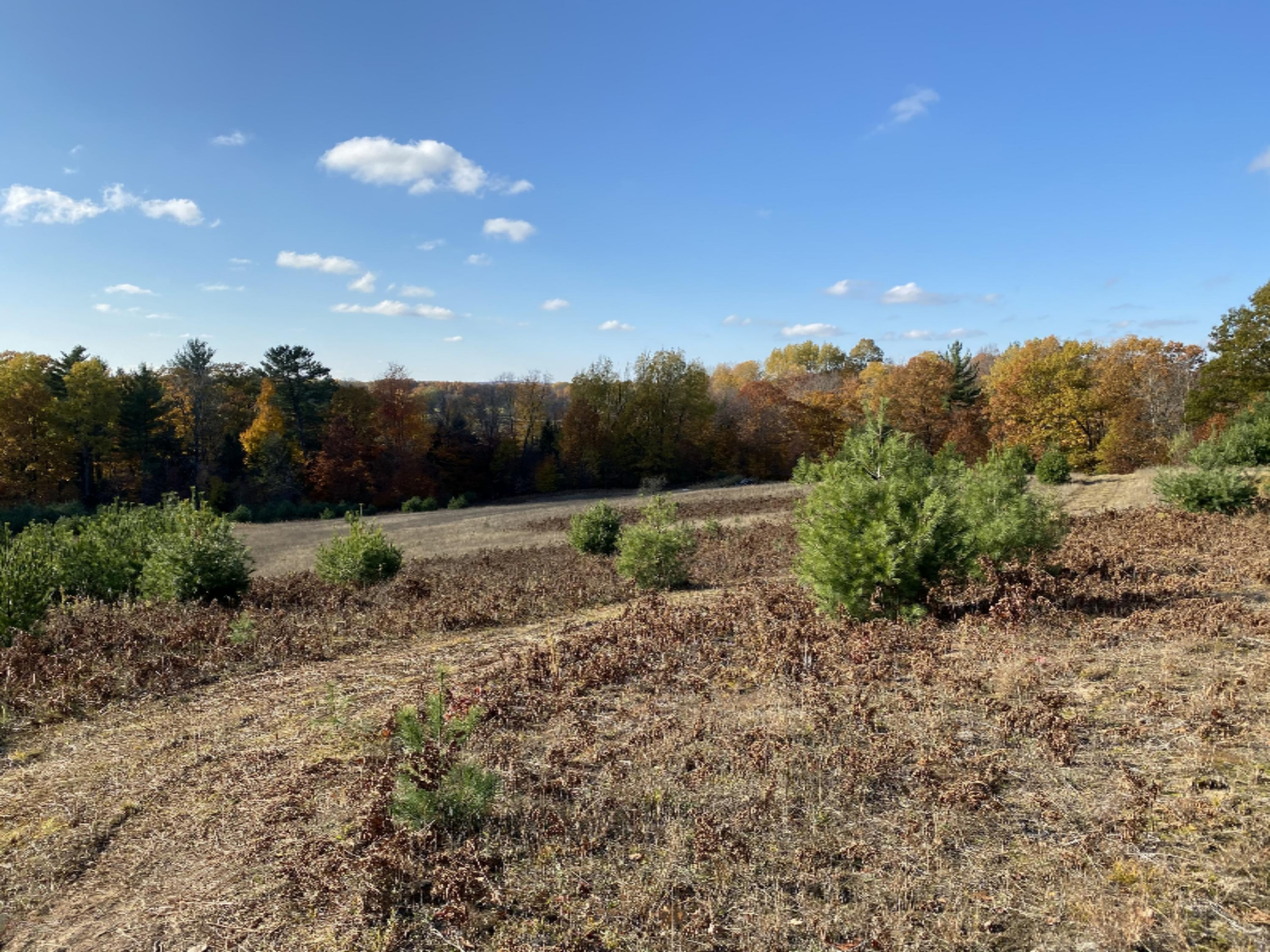 4067 Kettner Road, Unit 98 ACRES) Manistee, MI 49660 - Photo 17 of 30 View from Doll House and Trailer