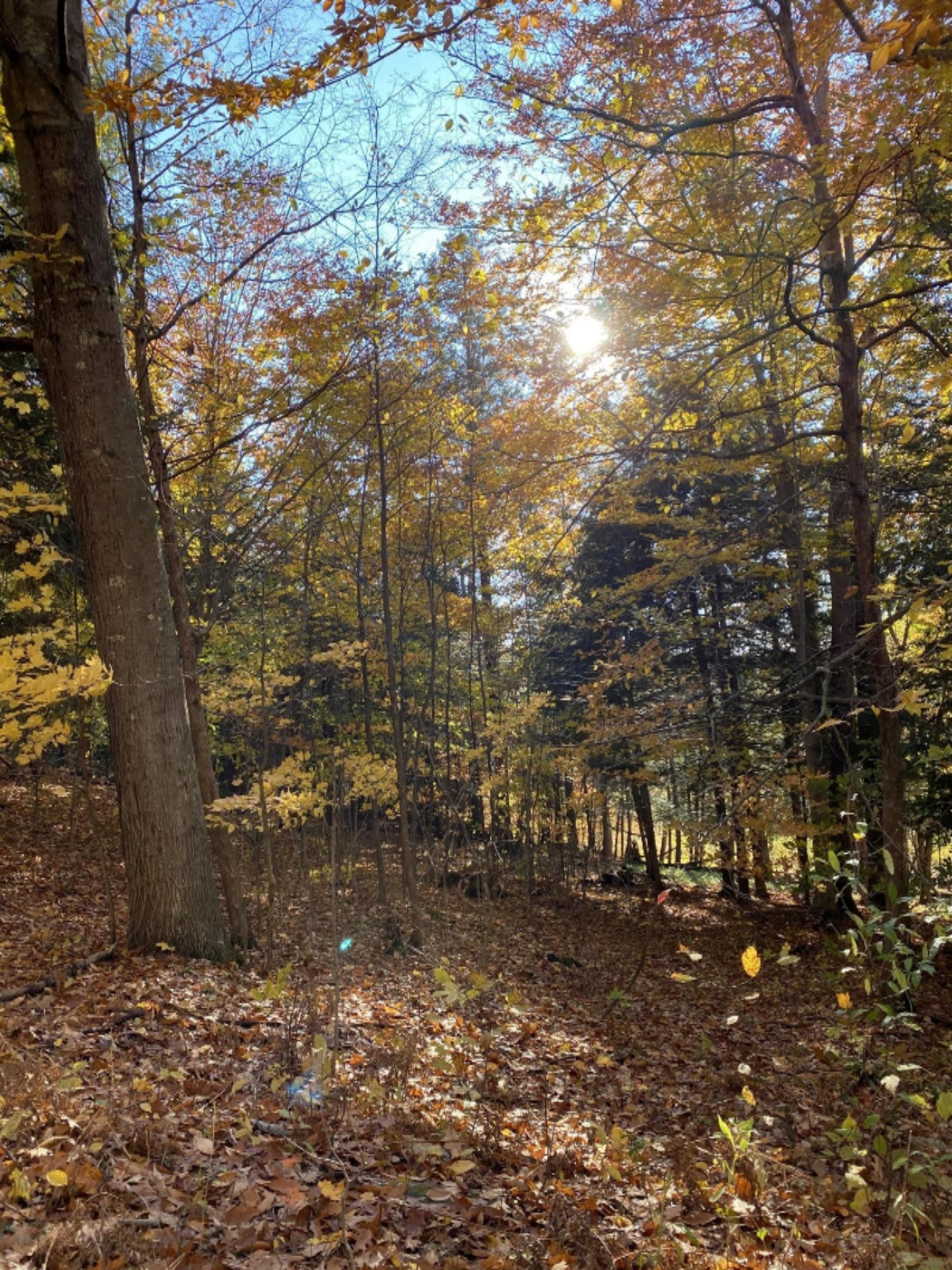 4067 Kettner Road, Unit 98 ACRES) Manistee, MI 49660 - Photo 18 of 30 Seclusion!